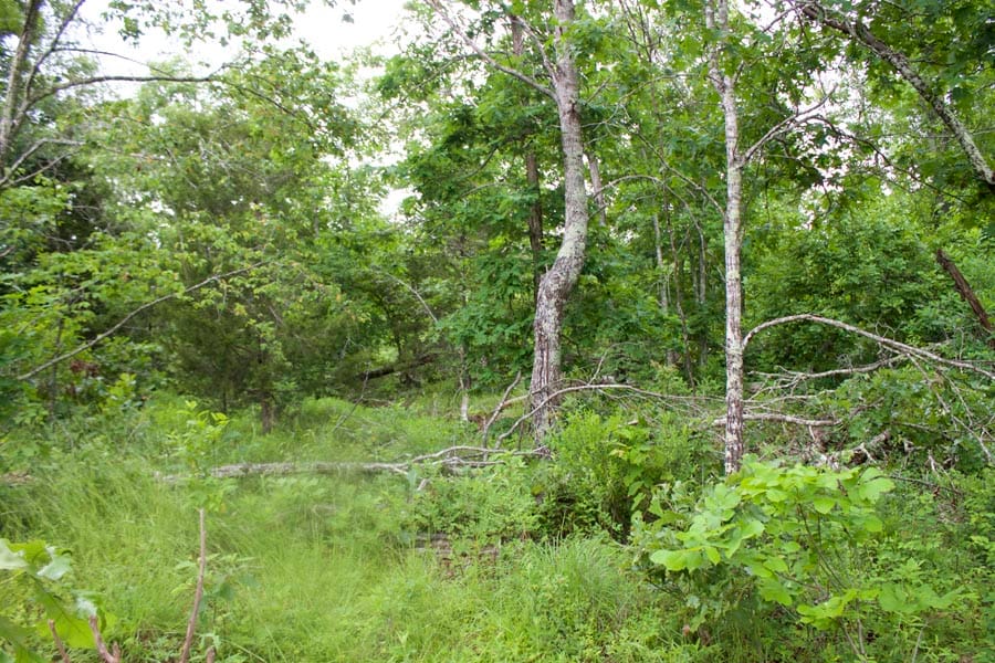 Thunder Mountain Ranch Tract 51 photo 7