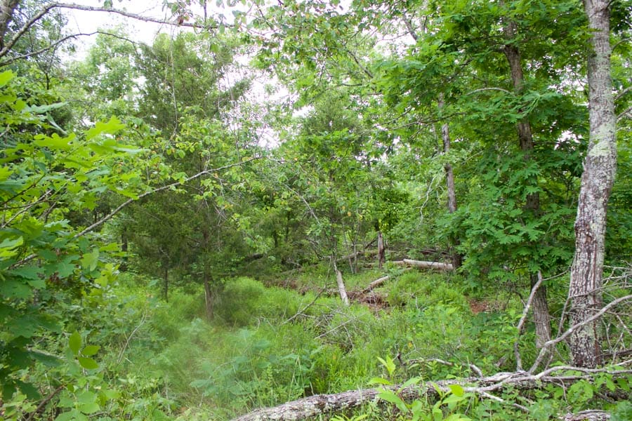 Thunder Mountain Ranch Tract 51 photo 8
