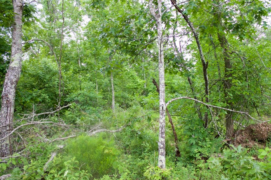 Thunder Mountain Ranch Tract 51 photo 9