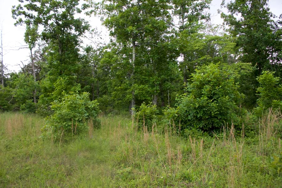 Thunder Mountain Ranch Tract 51 photo 10