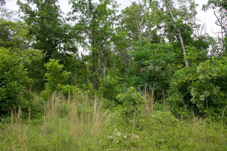 Thunder Mountain Ranch Tract 51 photo 11