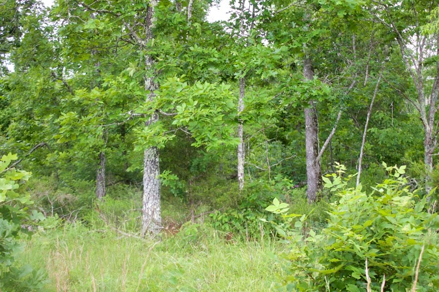 Thunder Mountain Ranch Tract 51 photo 1