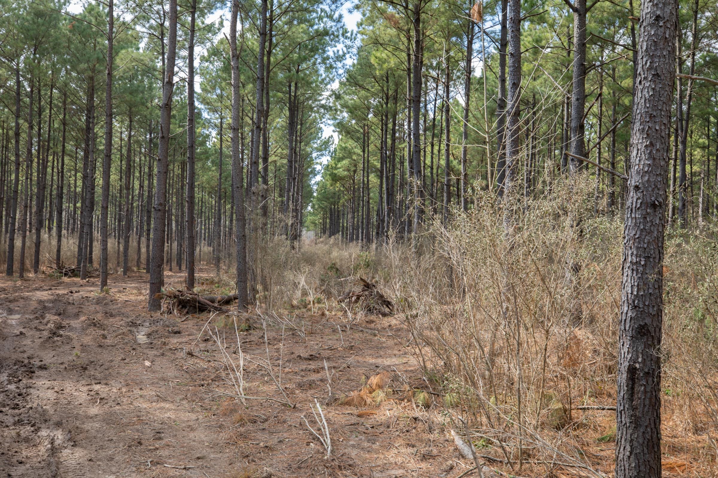 Wishing Star Ranch Tract 51 photo 2