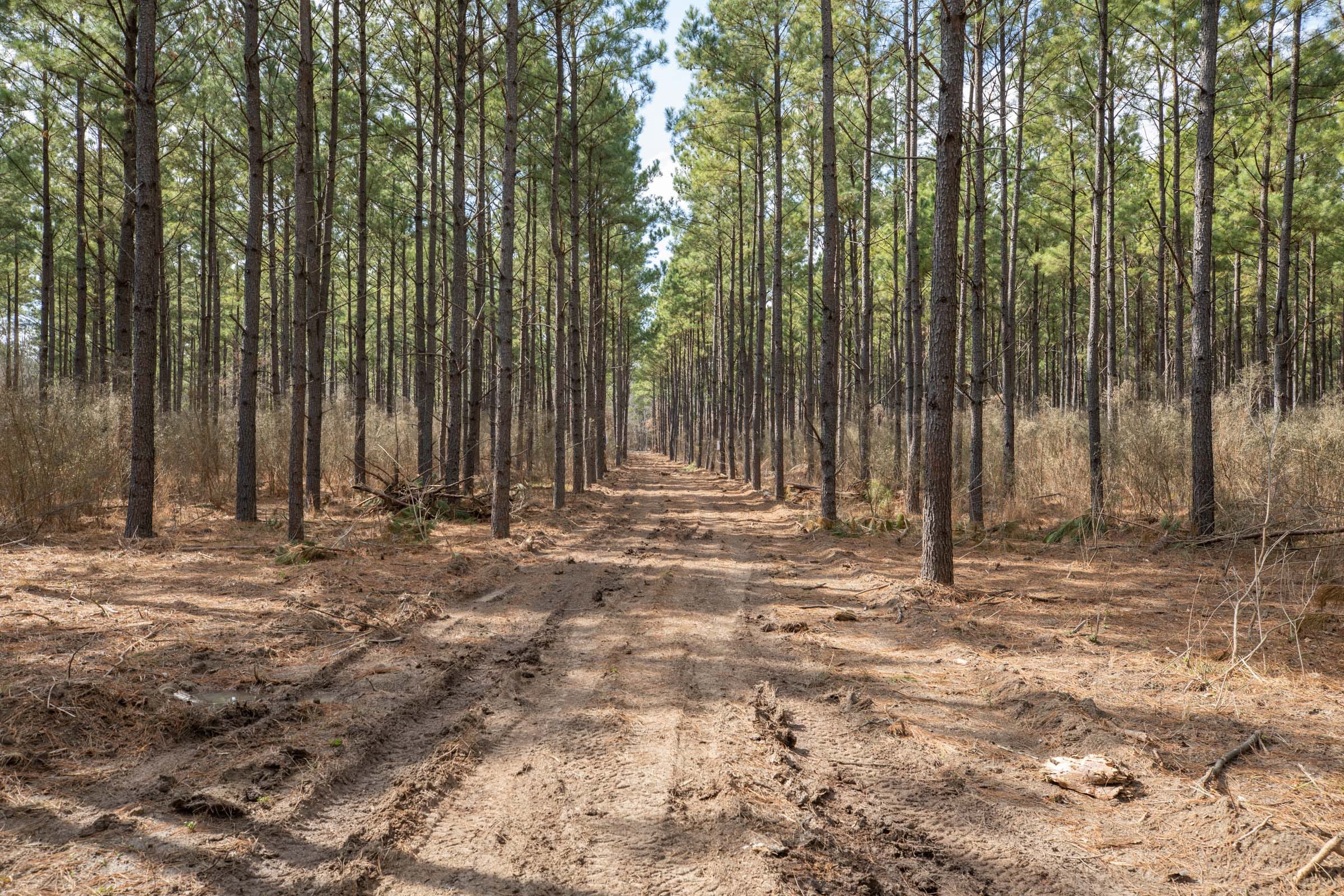 Wishing Star Ranch Tract 51 photo 5