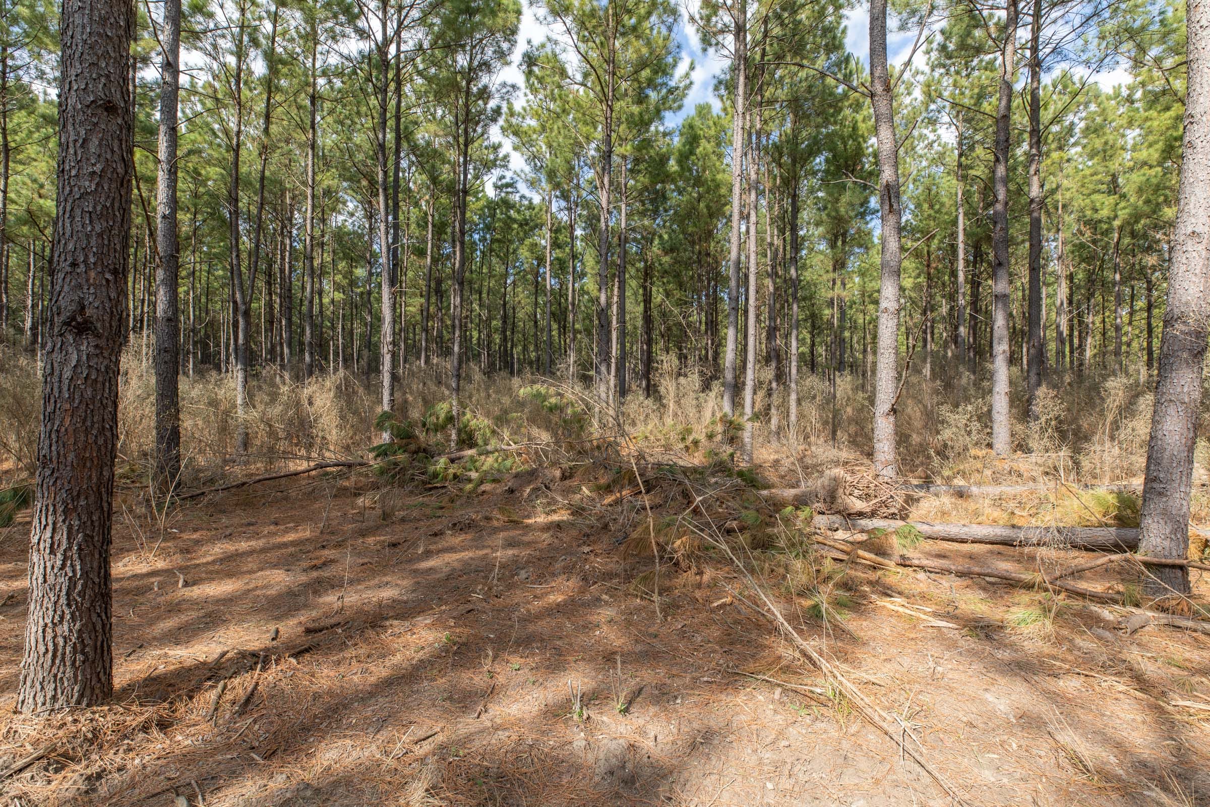 Wishing Star Ranch Tract 51 photo 6