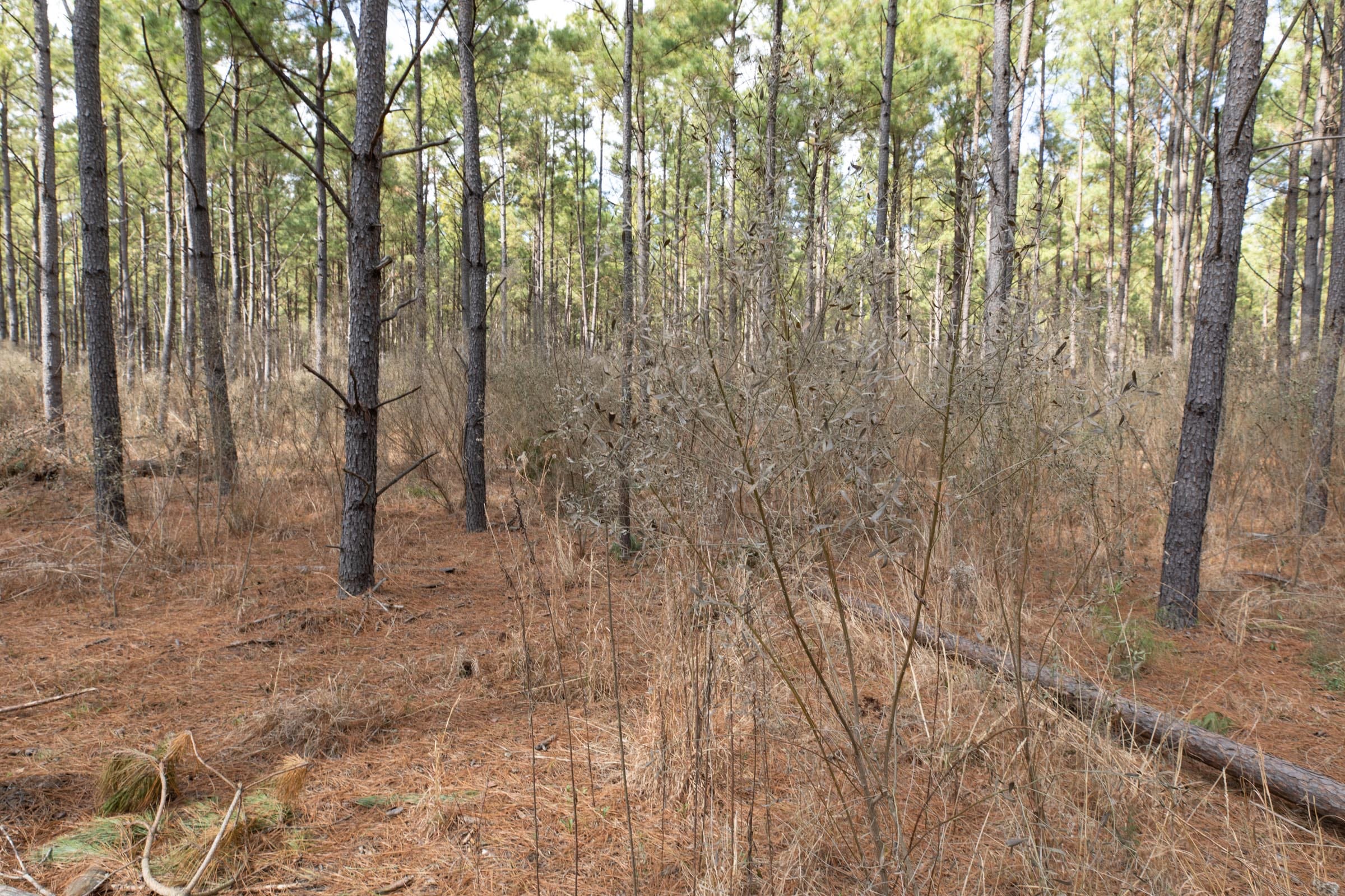 Wishing Star Ranch Tract 51 photo 8