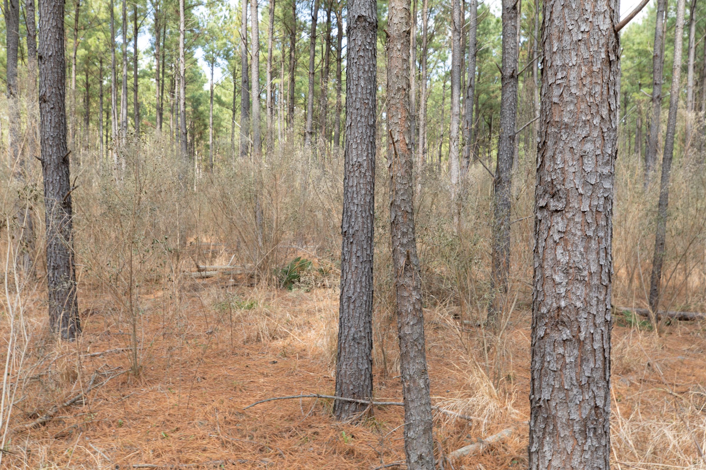 Wishing Star Ranch Tract 51 photo 10