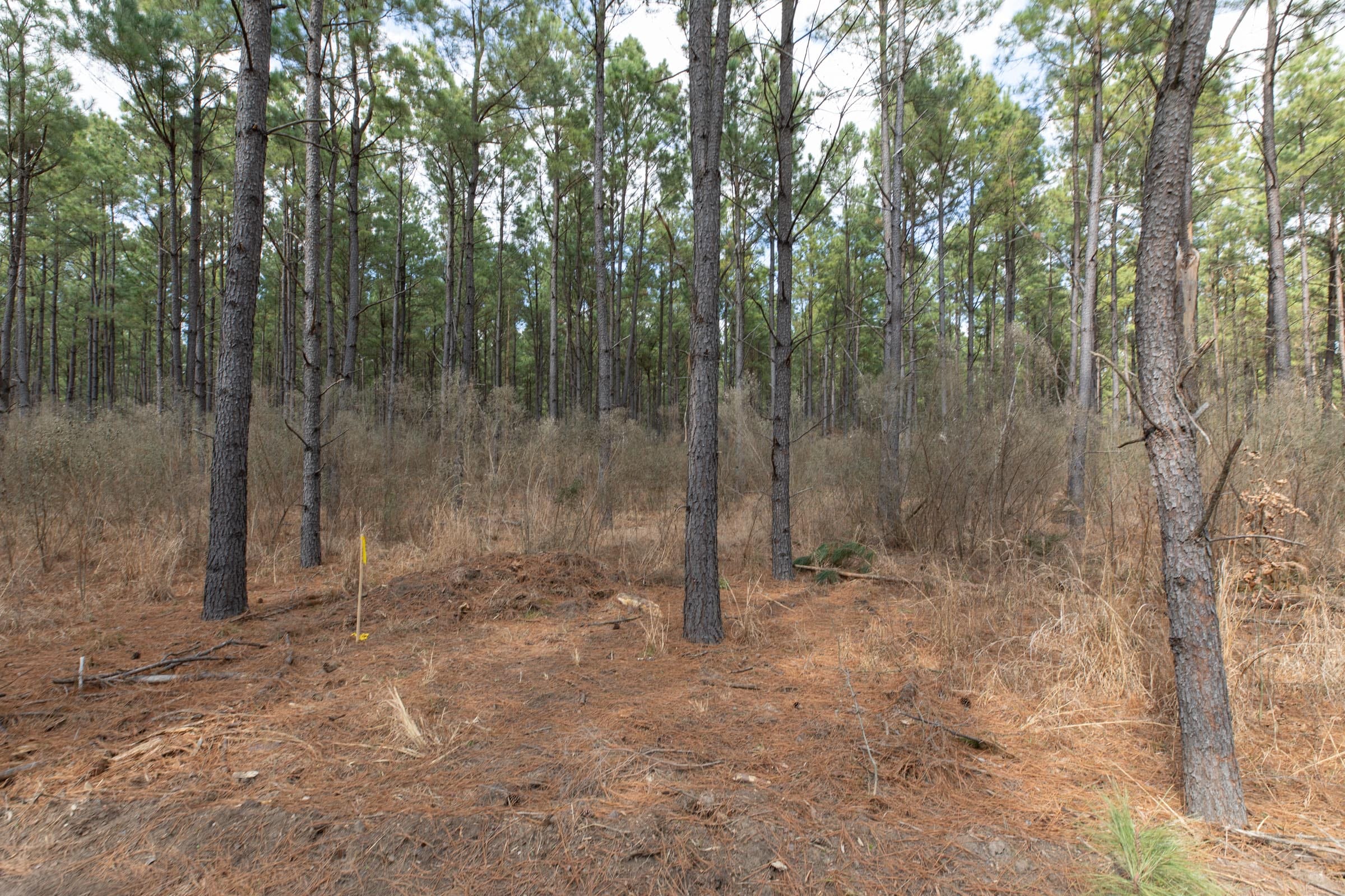 Wishing Star Ranch Tract 51 photo 11