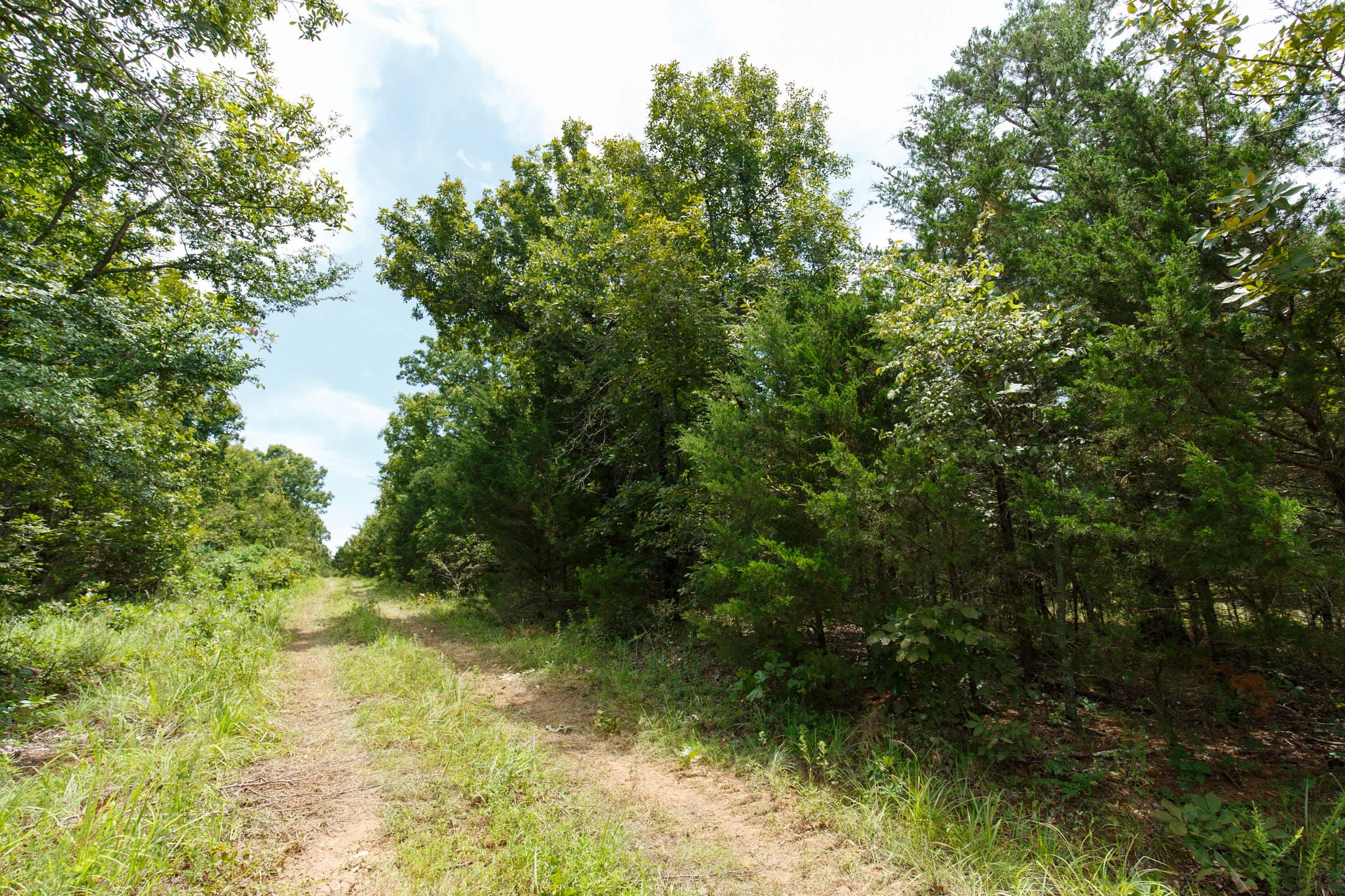 Timber Ridge Tract 37 photo 5