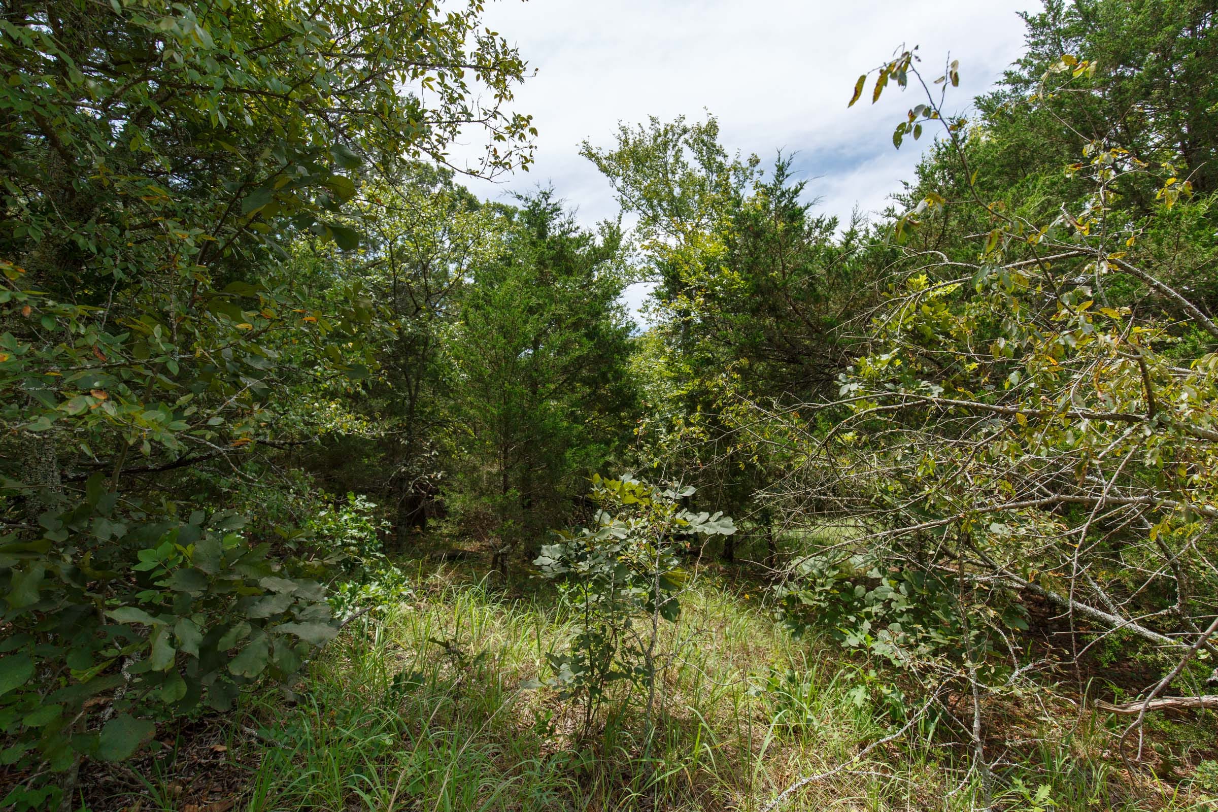 Timber Ridge Tract 37 photo 2