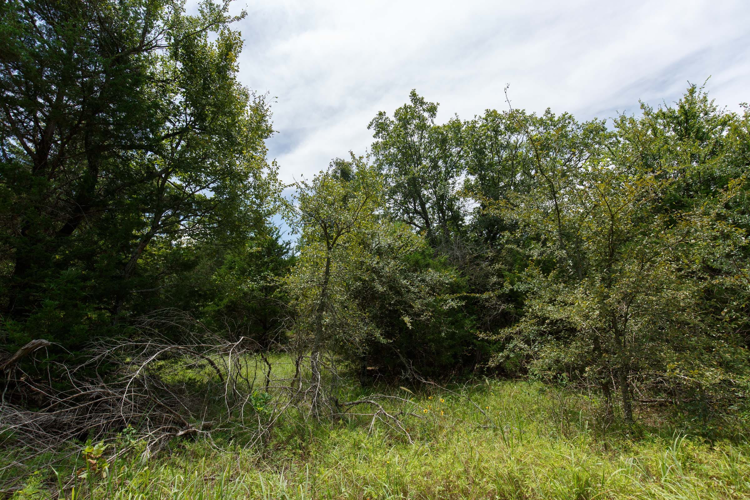 Timber Ridge Tract 37 photo 4