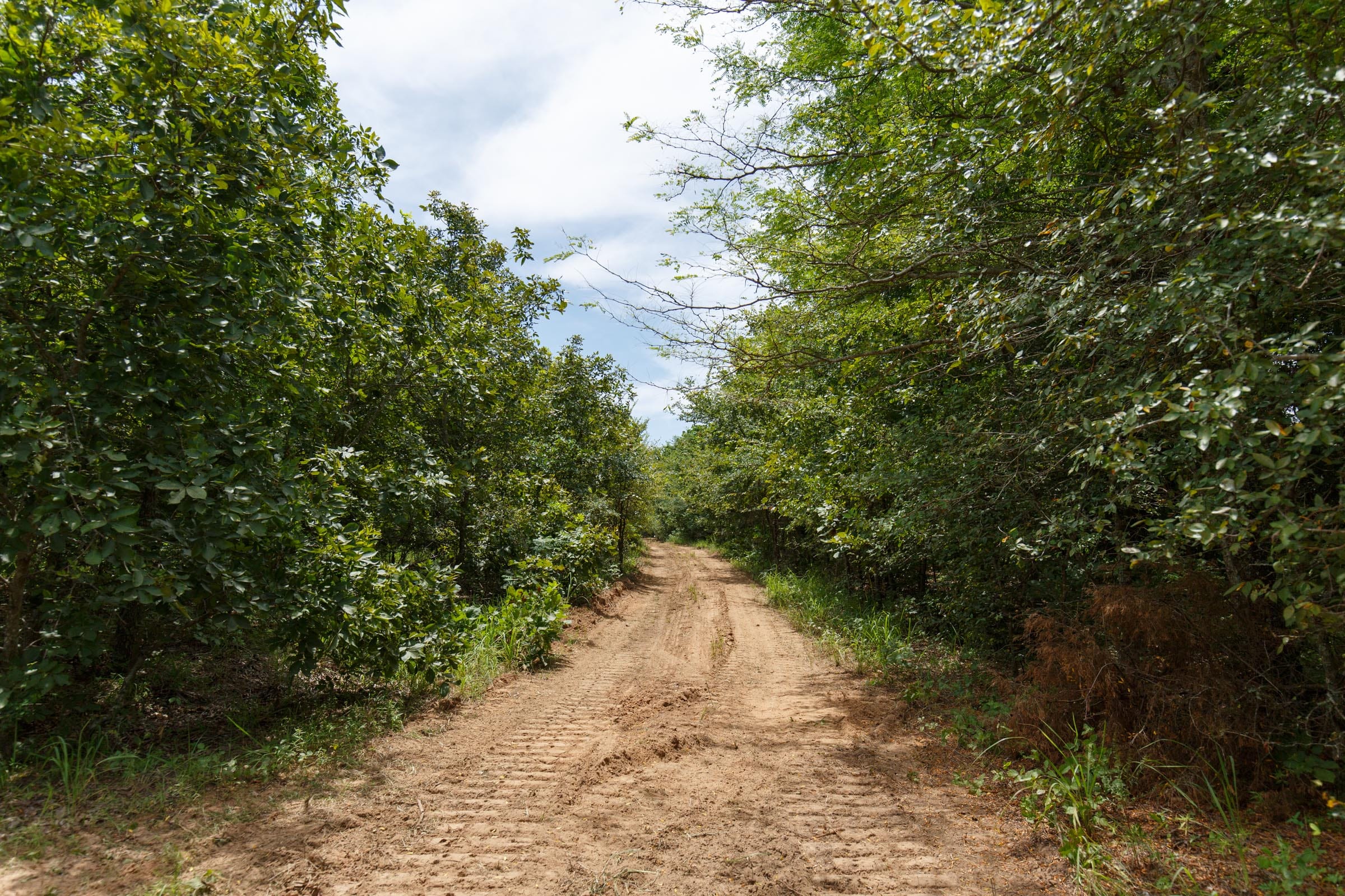 Timber Ridge Tract 37 photo 3