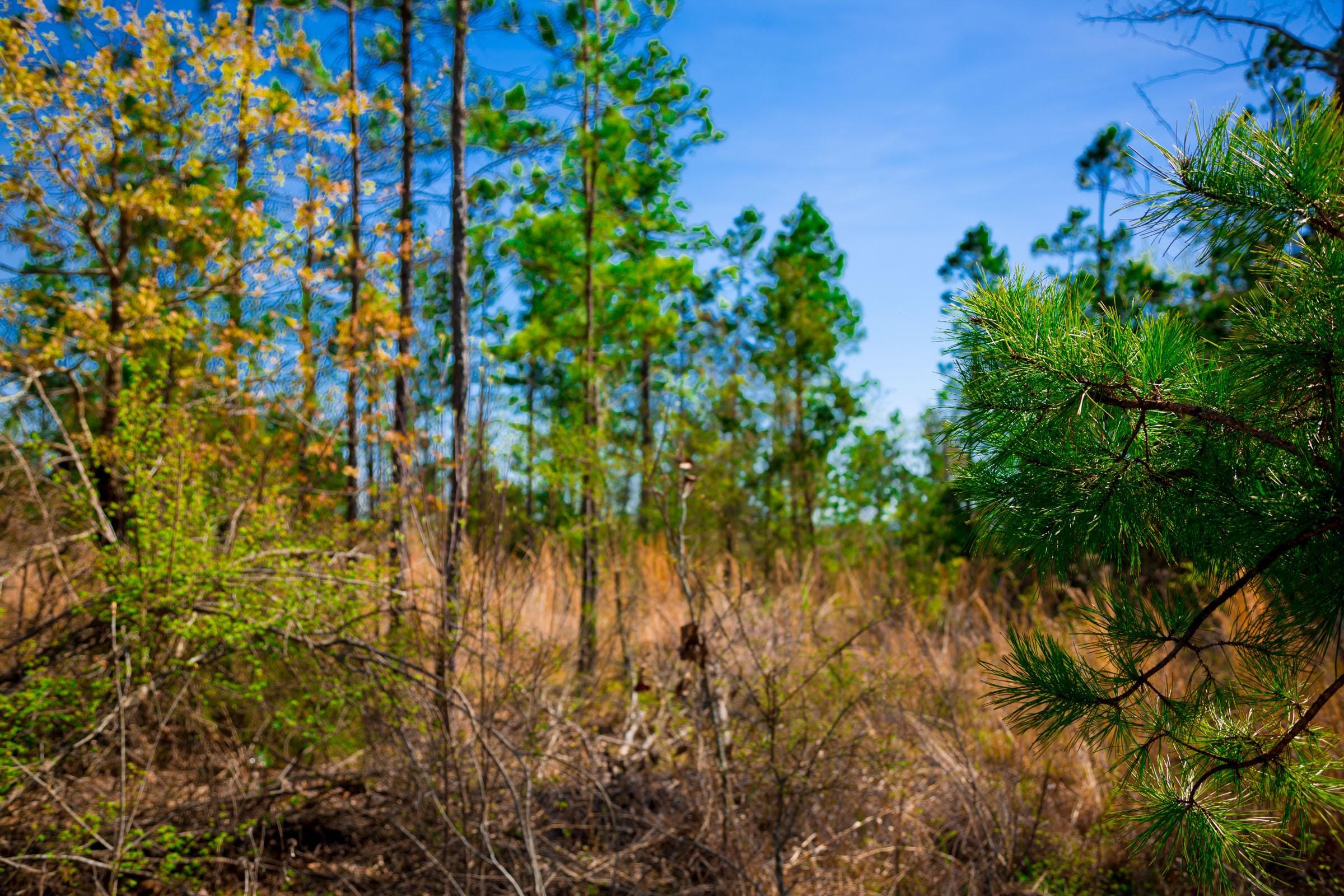 Stone Creek Phase II Tract 230 photo 6
