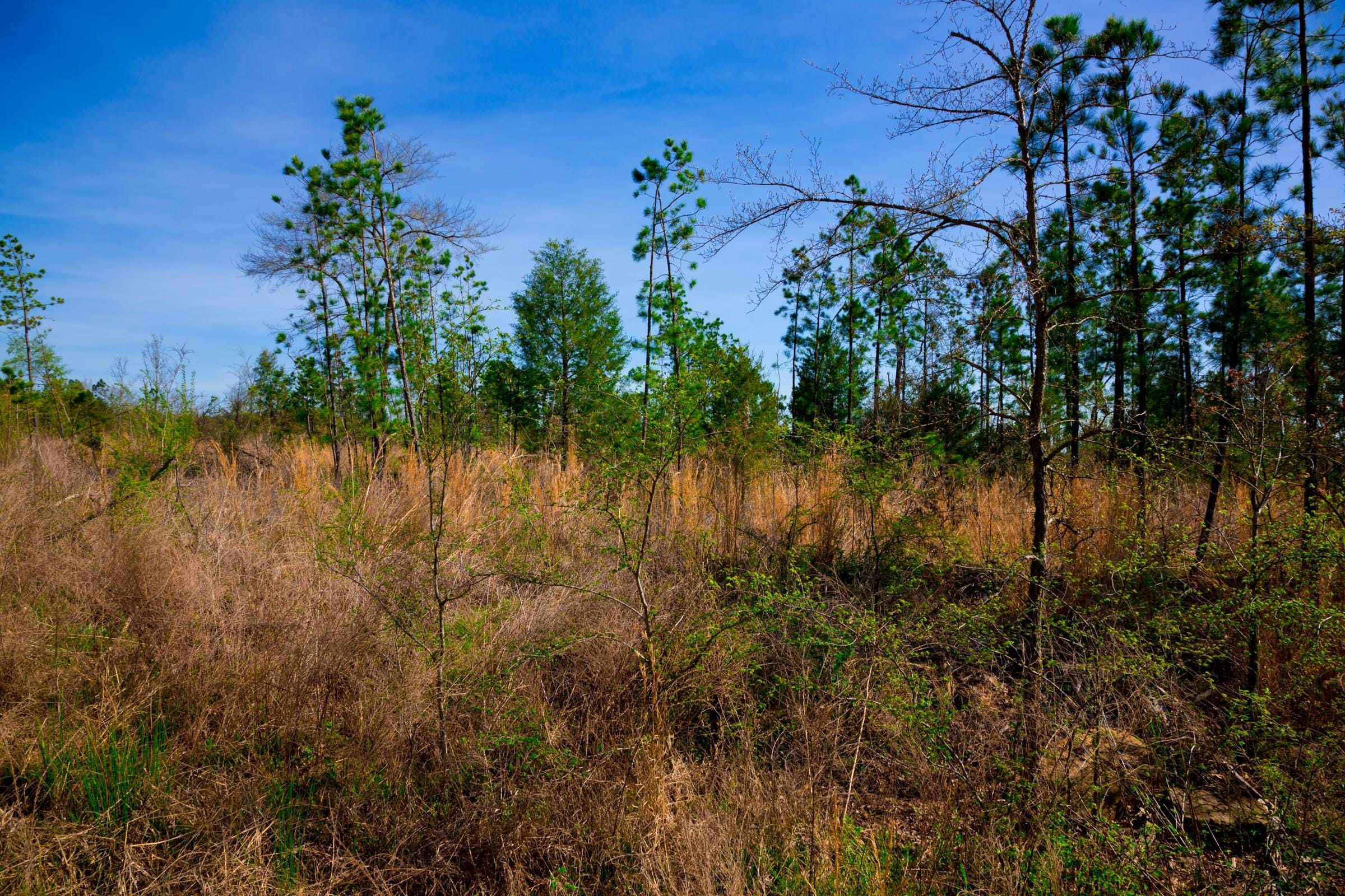 Stone Creek Phase II Tract 230 photo 7