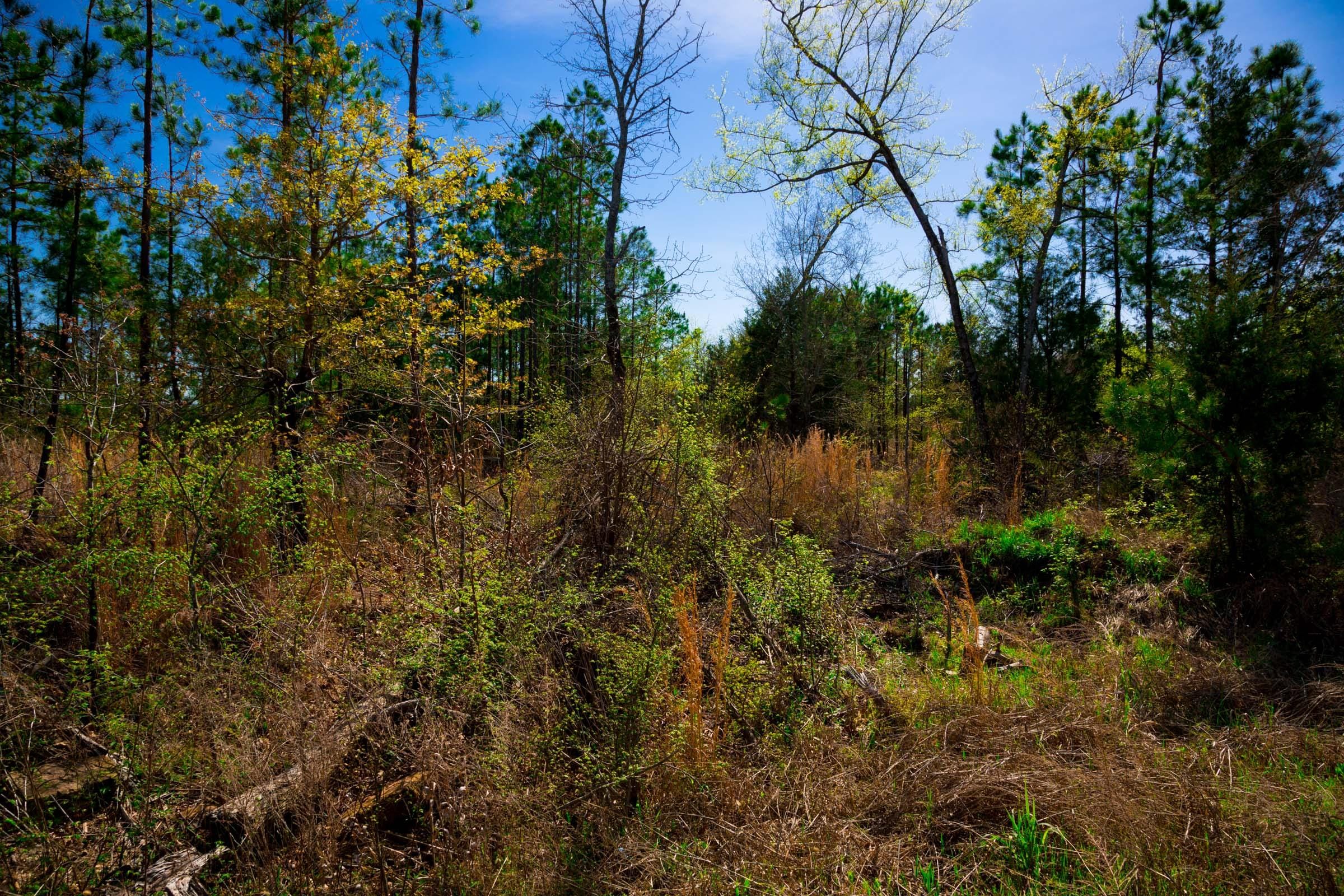 Stone Creek Phase II Tract 230 photo 8