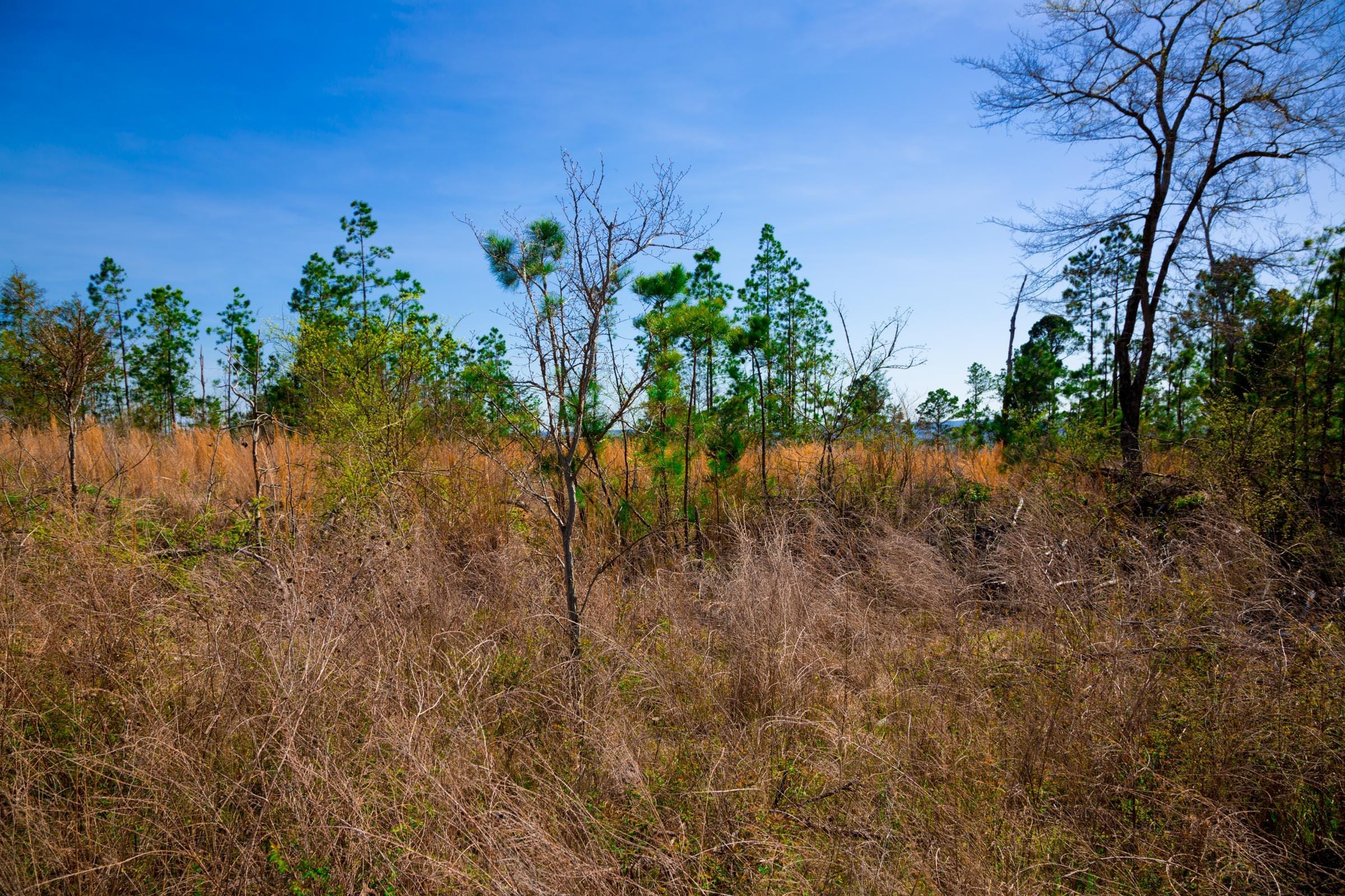 Stone Creek Phase II Tract 230 photo 10