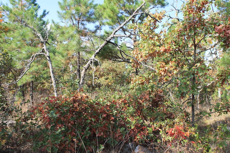 Indian Ridge – Phase III Tract 117 photo 5