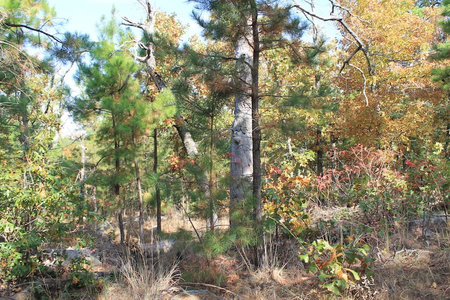 Indian Ridge – Phase III Tract 117 photo 12