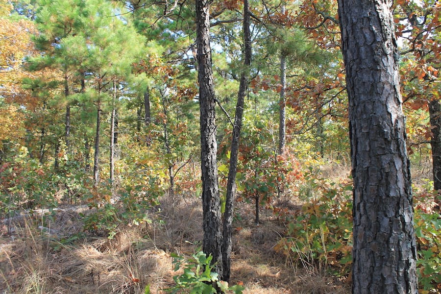 Indian Ridge – Phase III Tract 117 photo 13