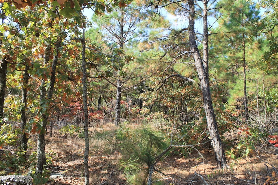 Indian Ridge – Phase III Tract 117 photo 14