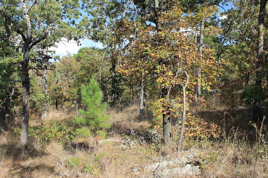 Indian Ridge – Phase III Tract 120 photo 6