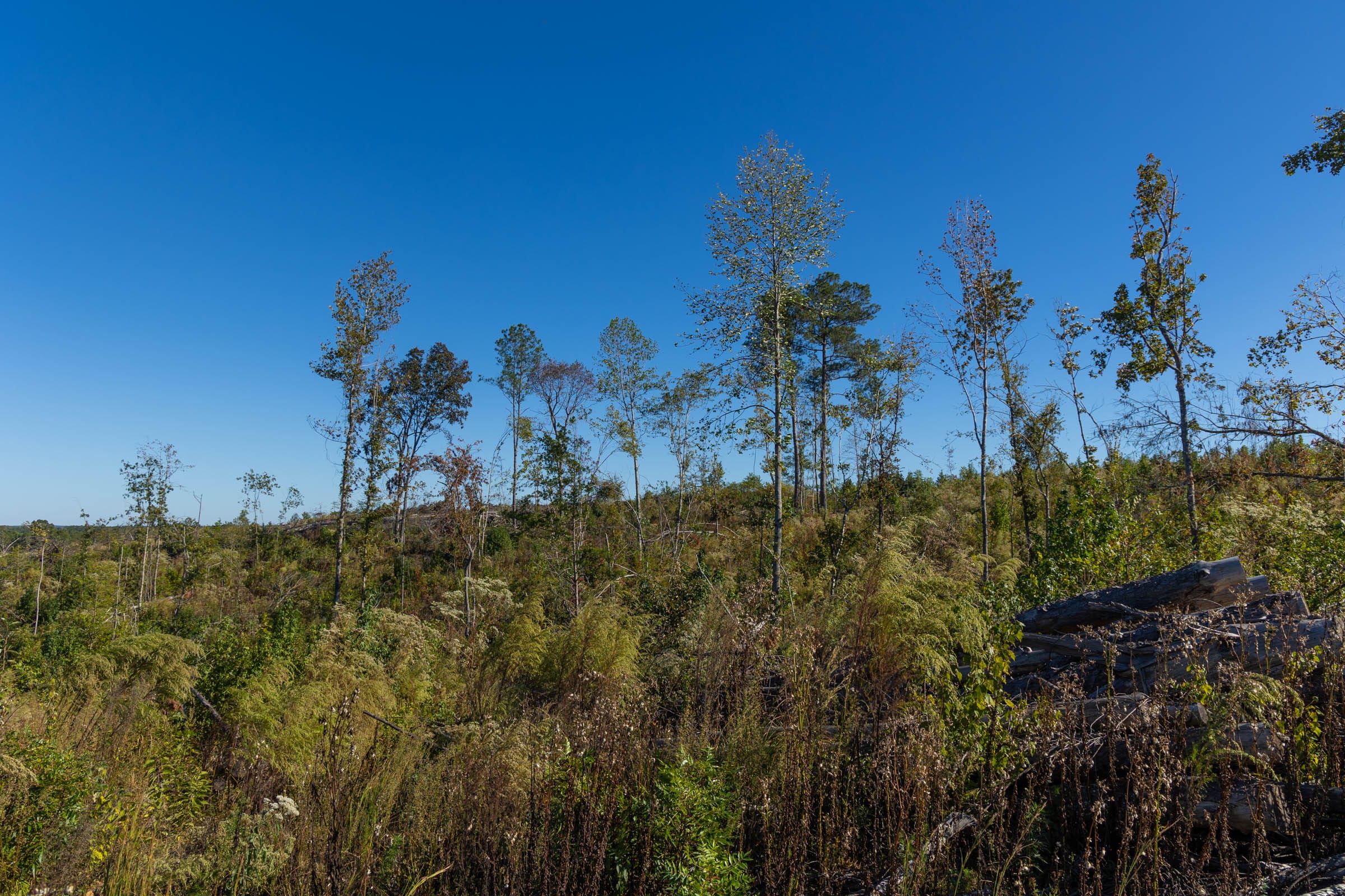 Meyer’s Ridge Tract 25 photo 15