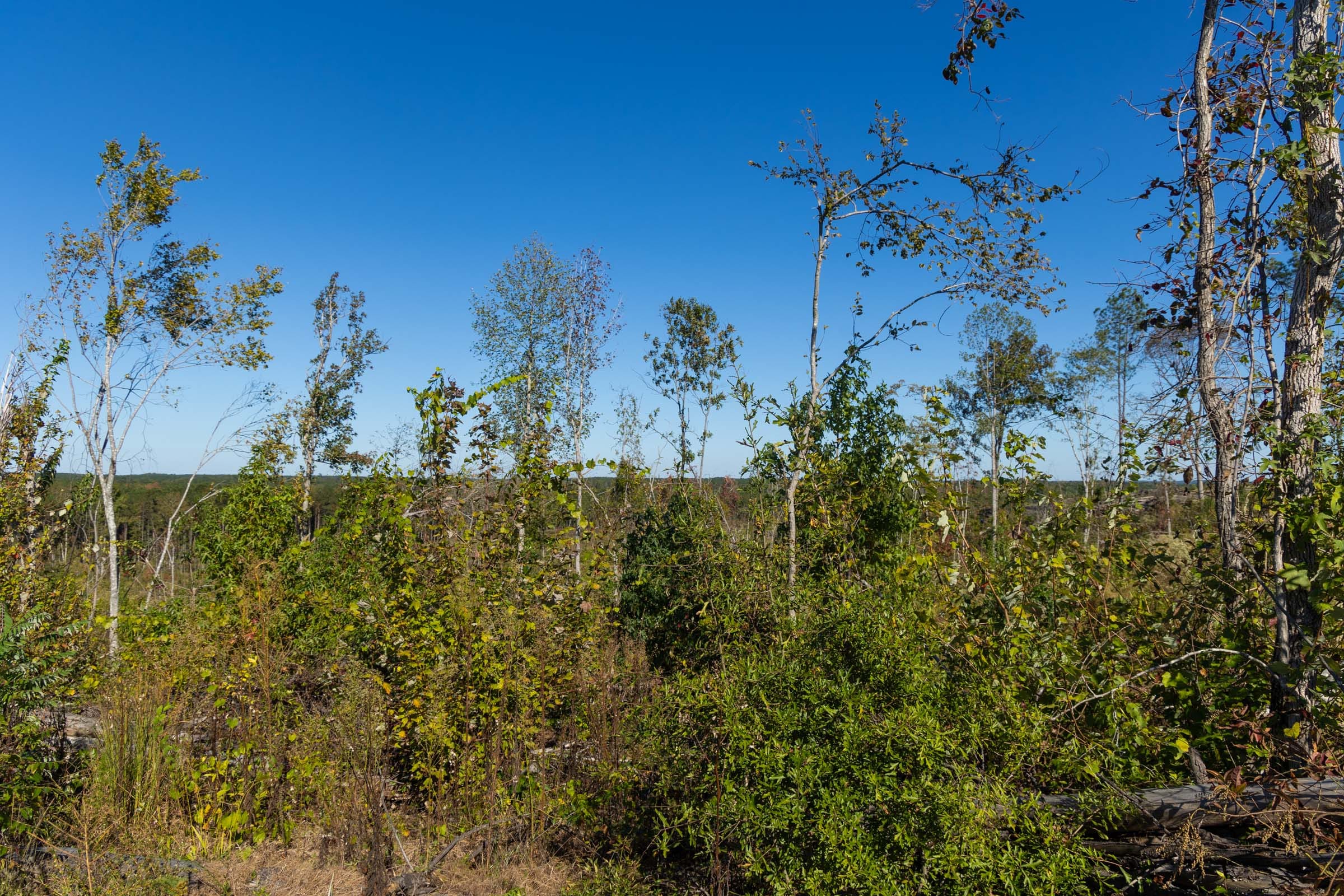 Meyer’s Ridge Tract 25 photo 12