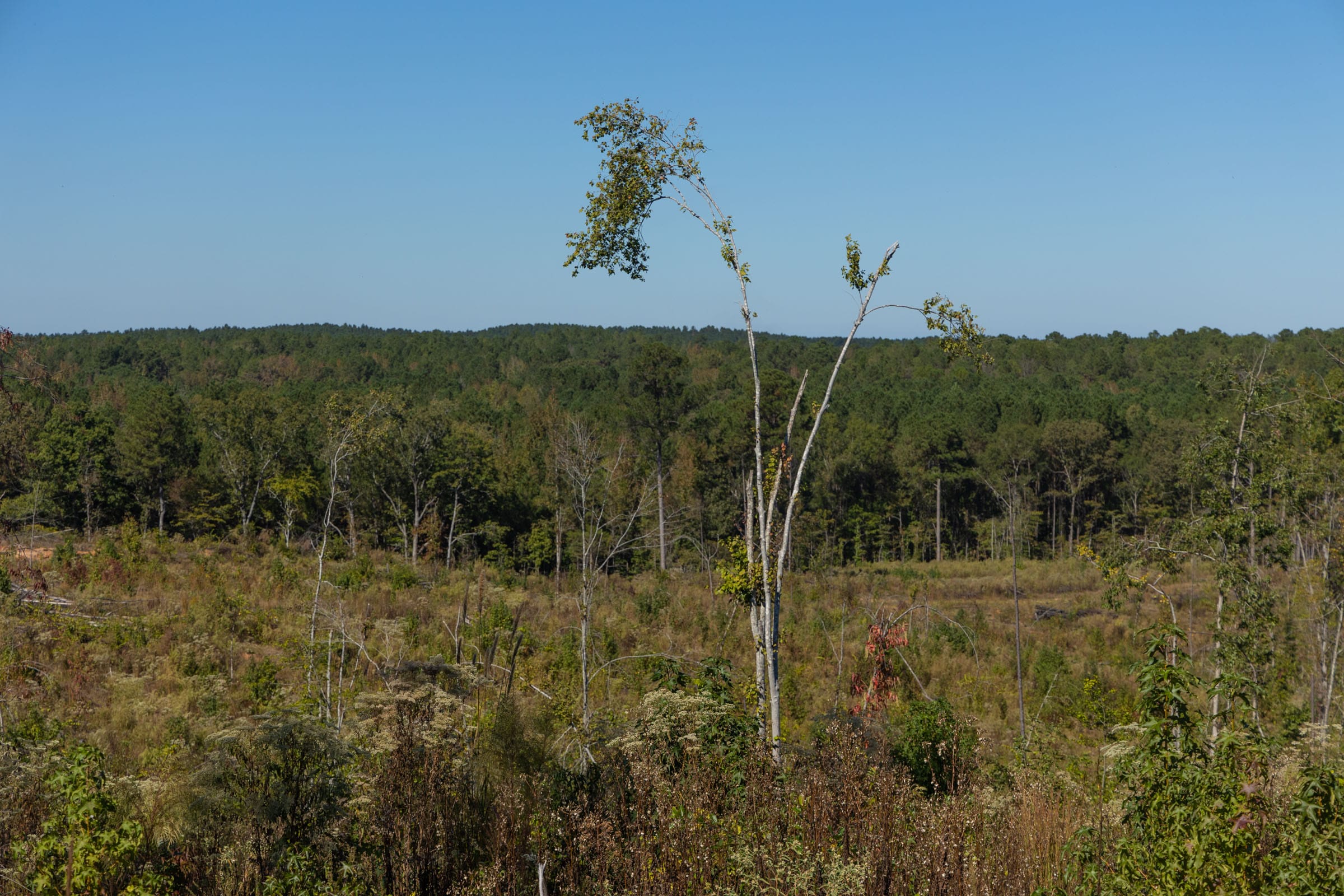 Meyer’s Ridge Tract 25 photo 8