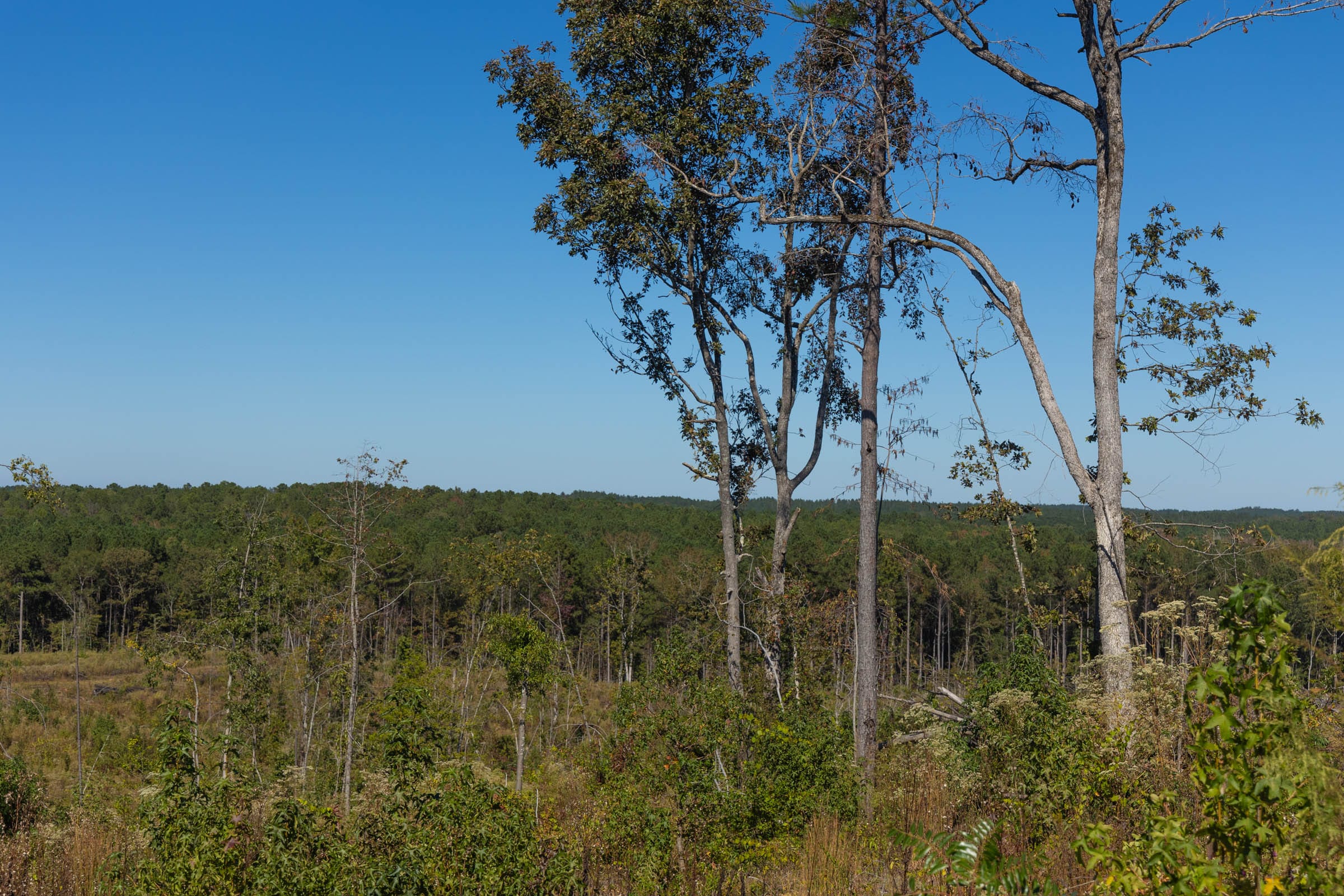 Meyer’s Ridge Tract 25 photo 4