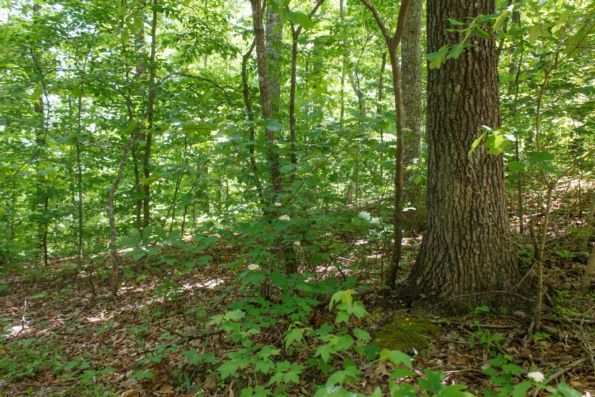 Riverbend Tract 14 photo 3