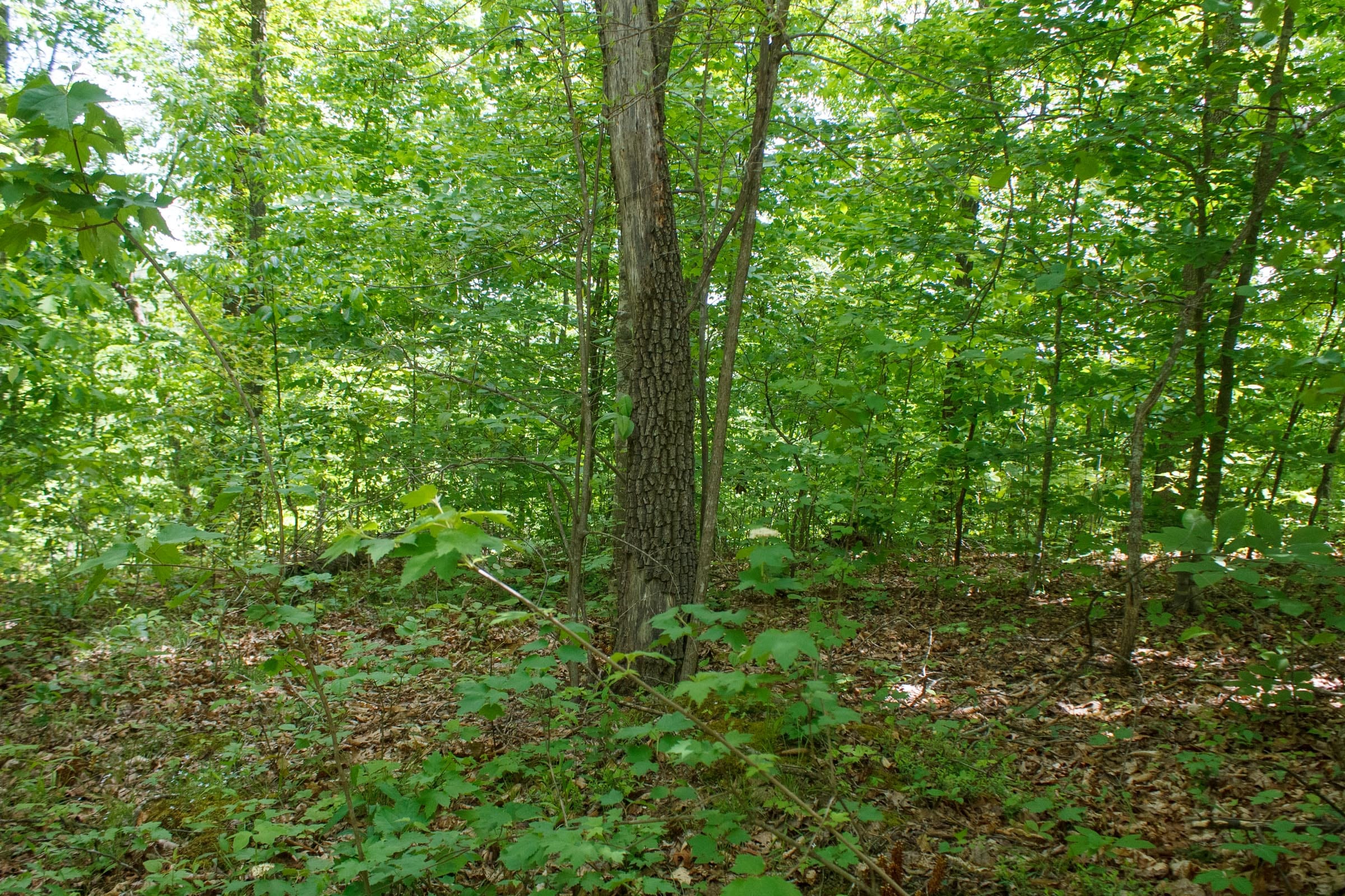 Riverbend Tract 14 photo 4