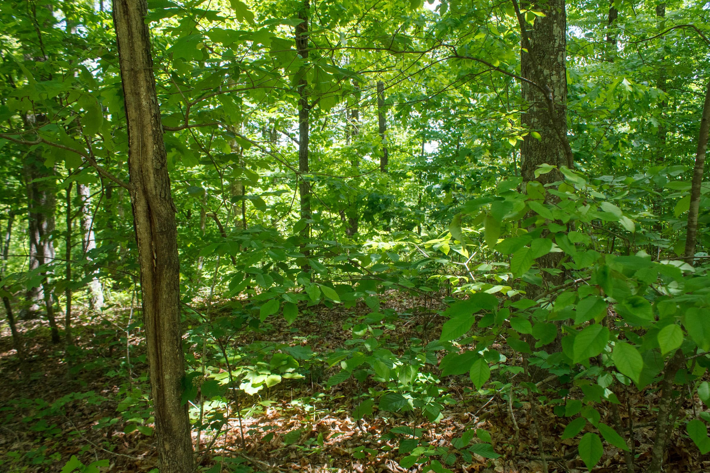 Riverbend Tract 14 photo 5