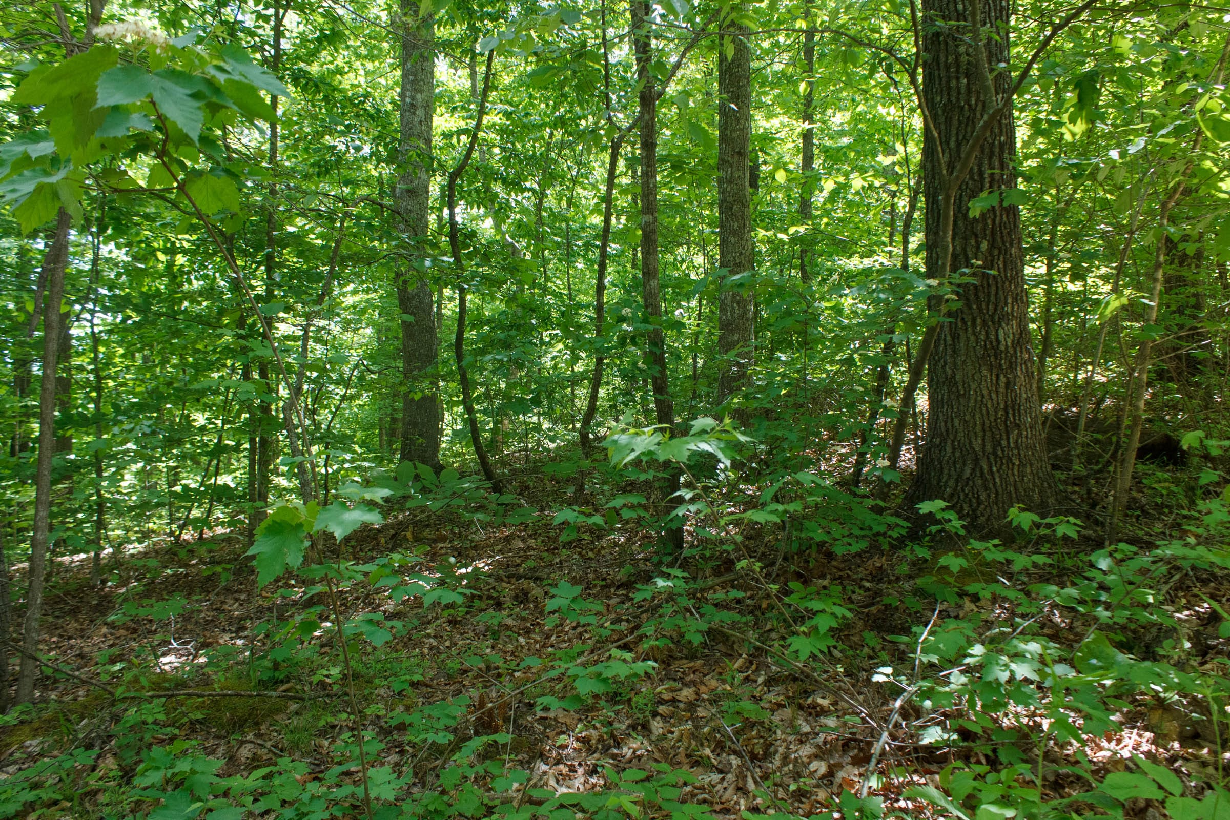Riverbend Tract 14 photo 6