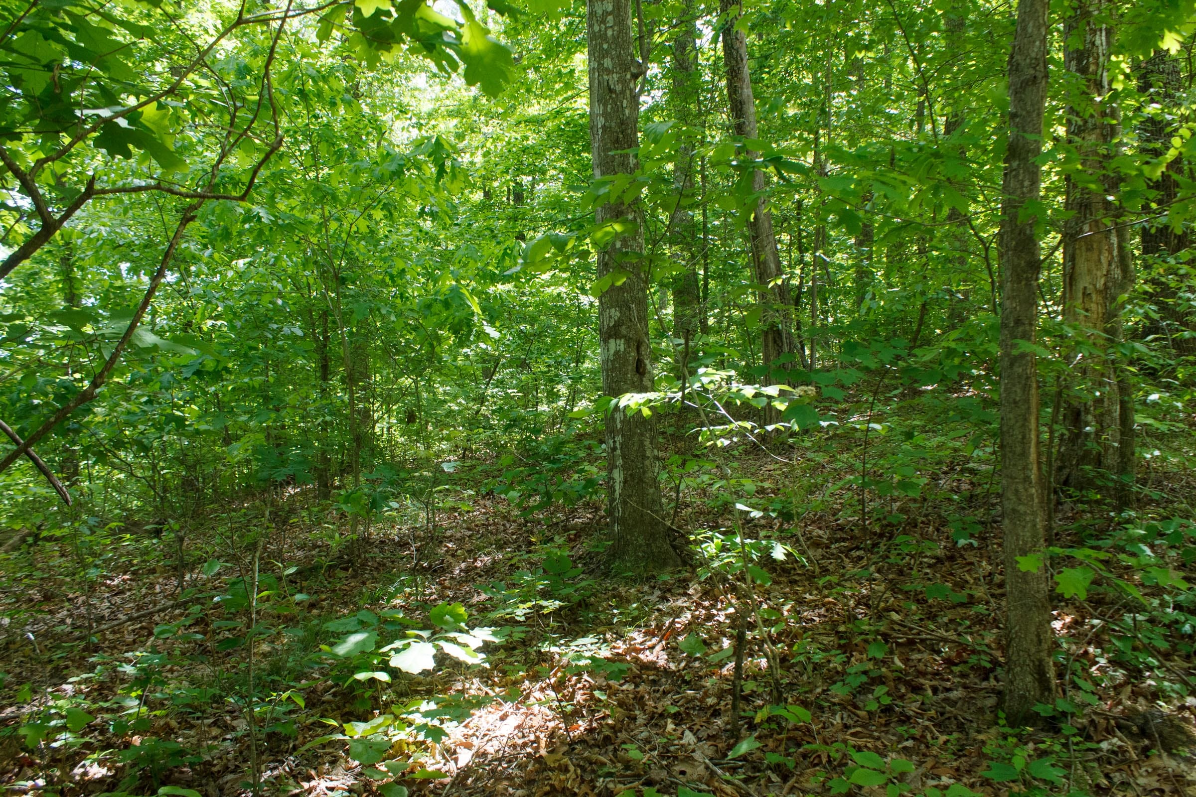 Riverbend Tract 14 photo 8