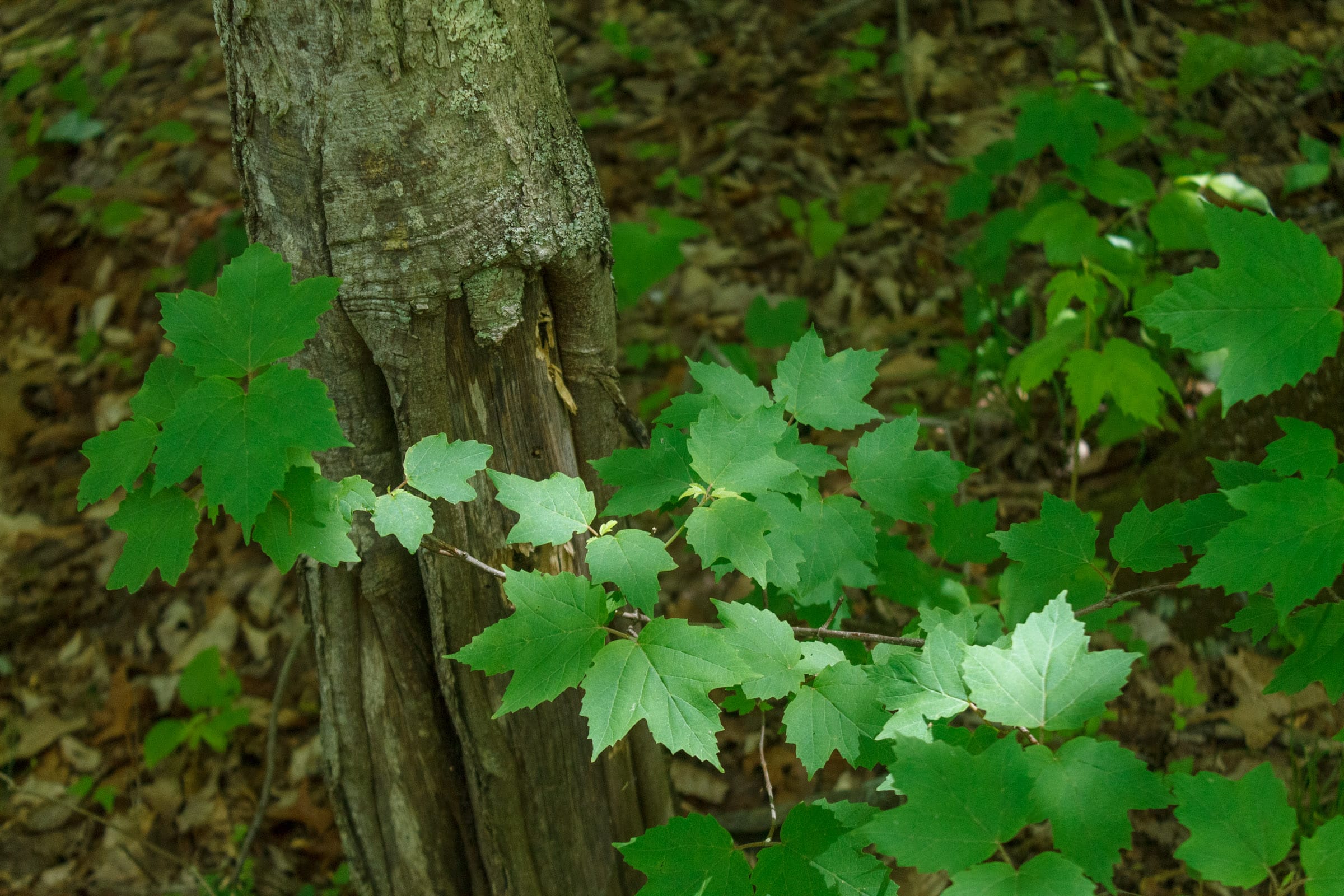 Riverbend Tract 14 photo 9