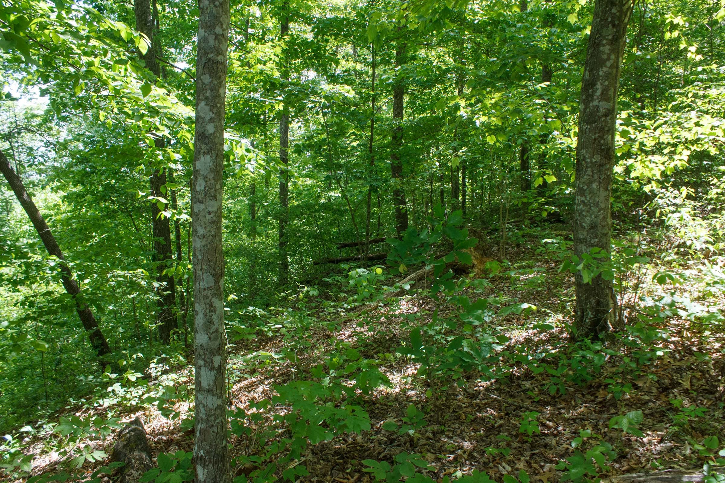 Riverbend Tract 14 photo 10