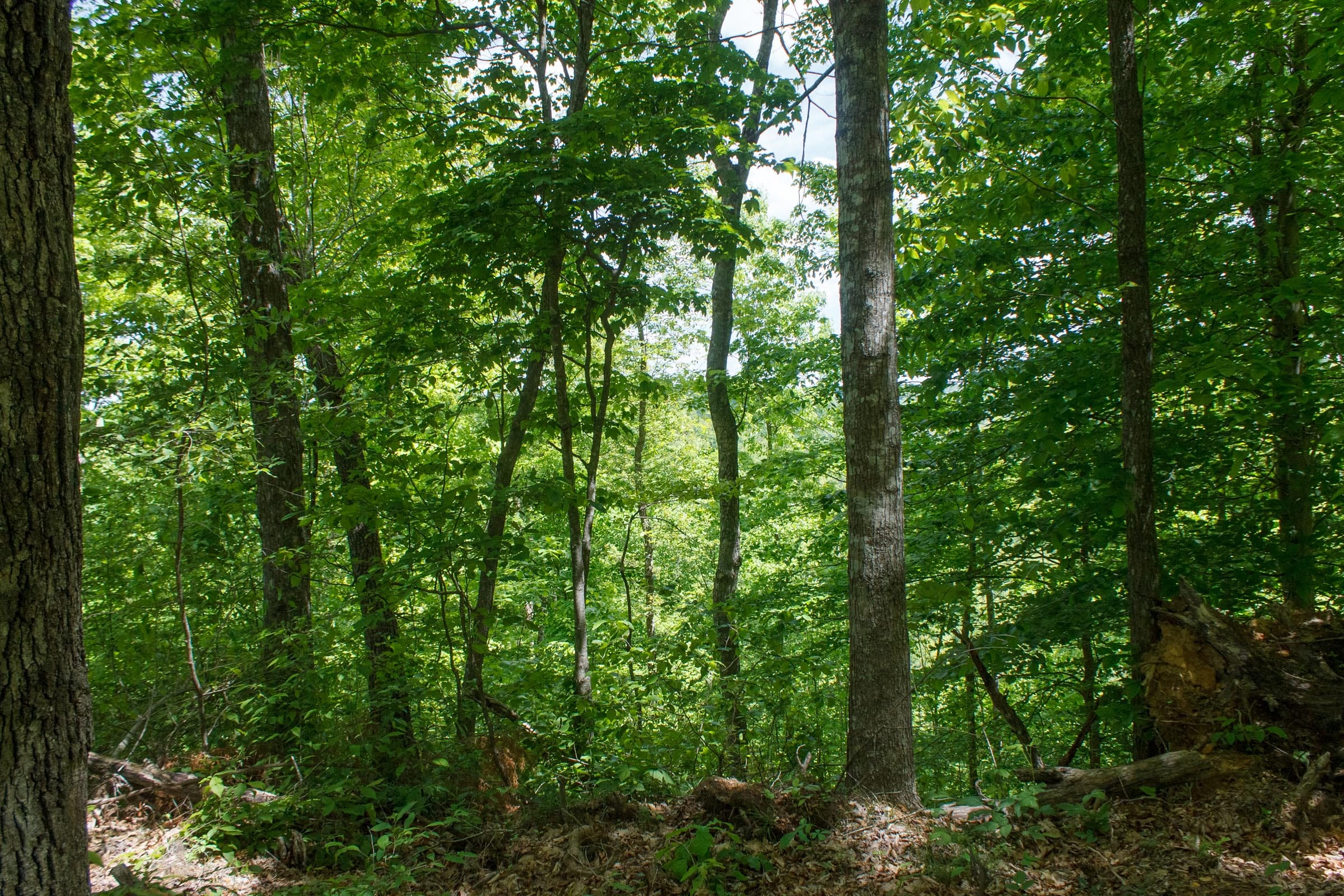 Riverbend Tract 14 photo 11