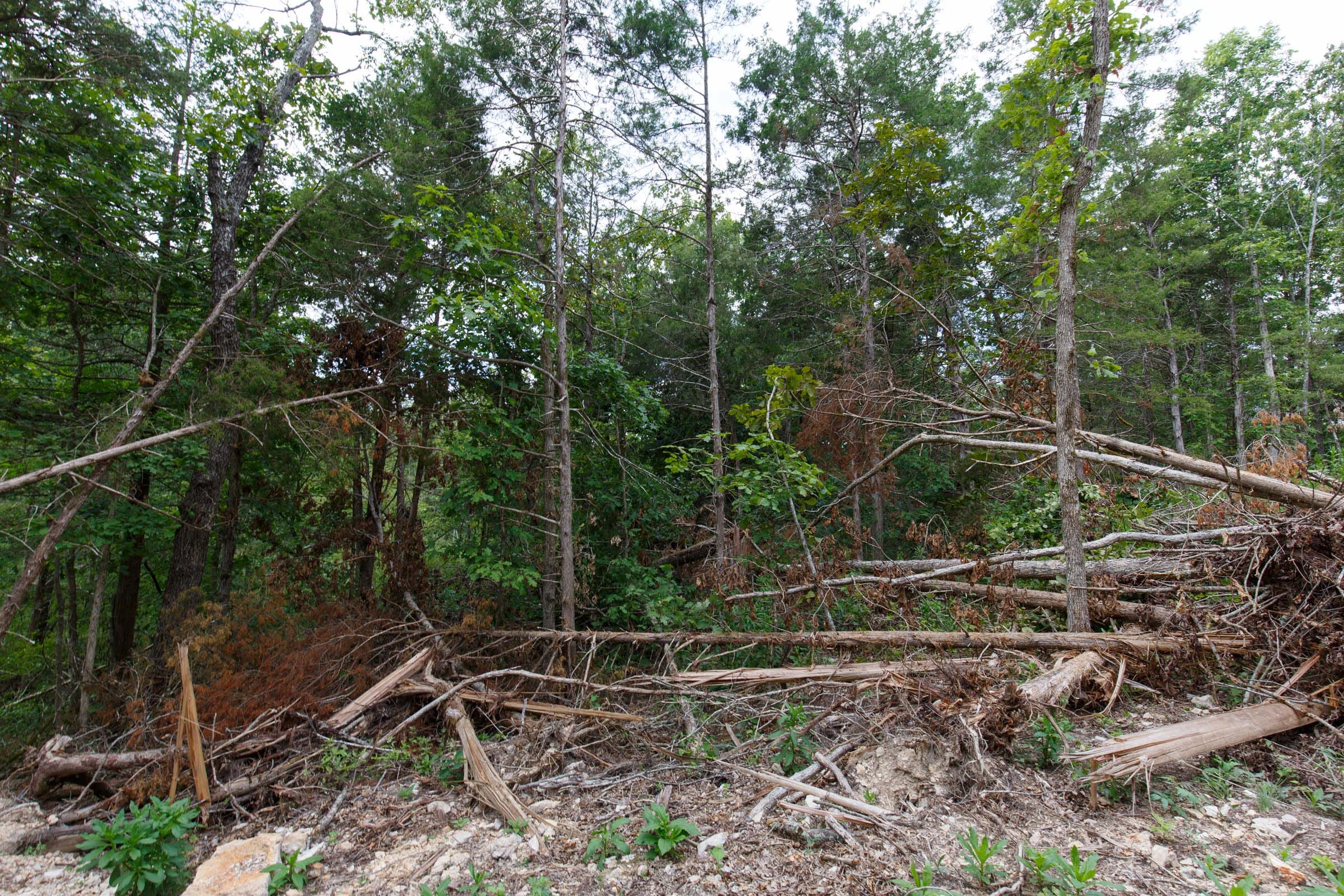 Wildwood Tract 15 photo 7