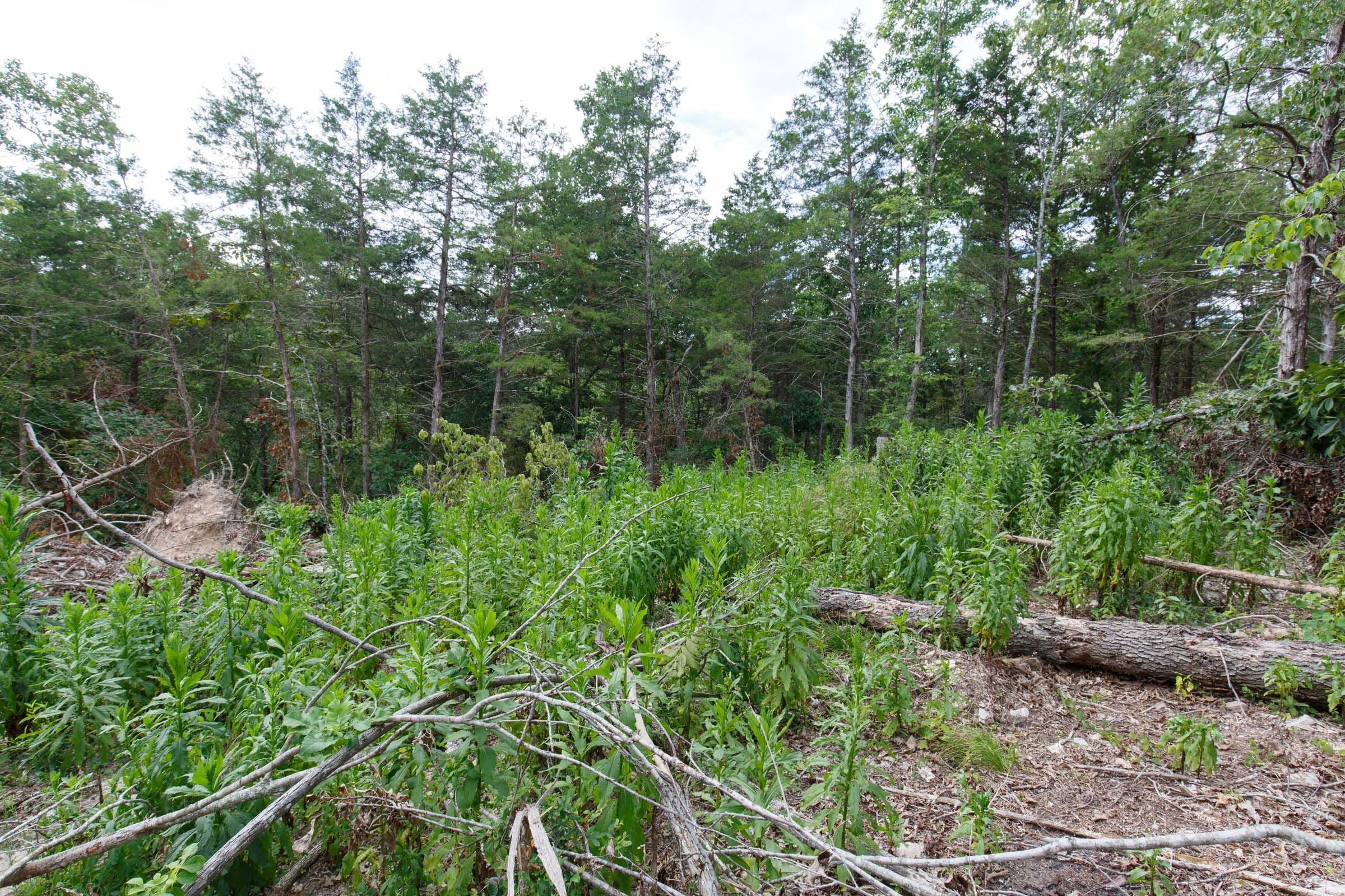 Wildwood Tract 15 photo 6