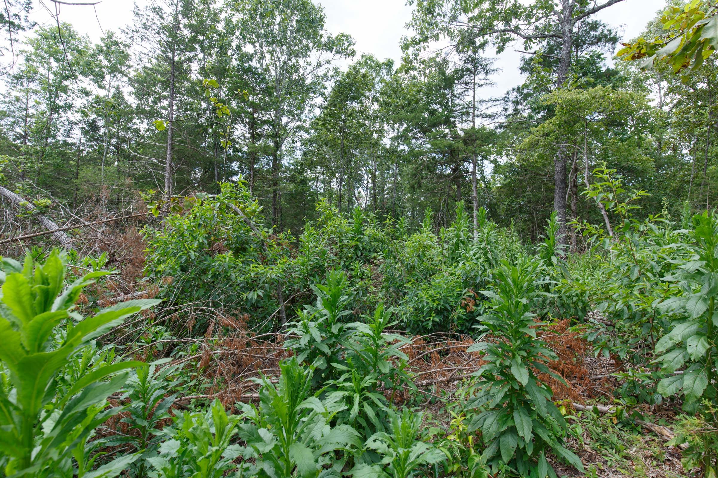Wildwood Tract 15 photo 3