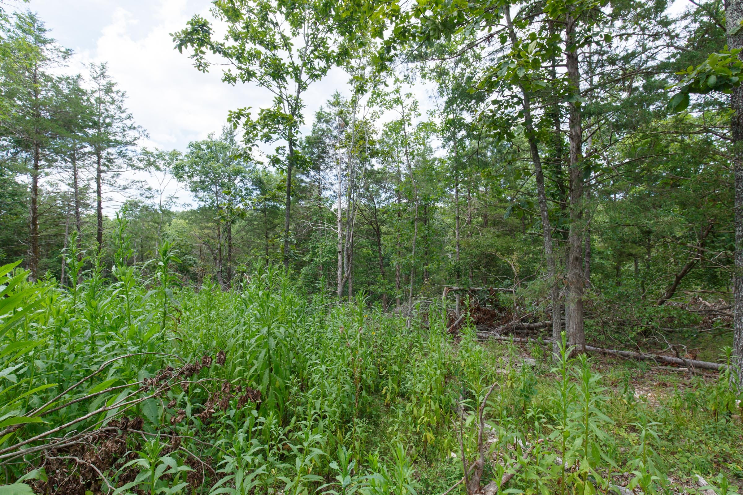 Wildwood Tract 15 photo 1