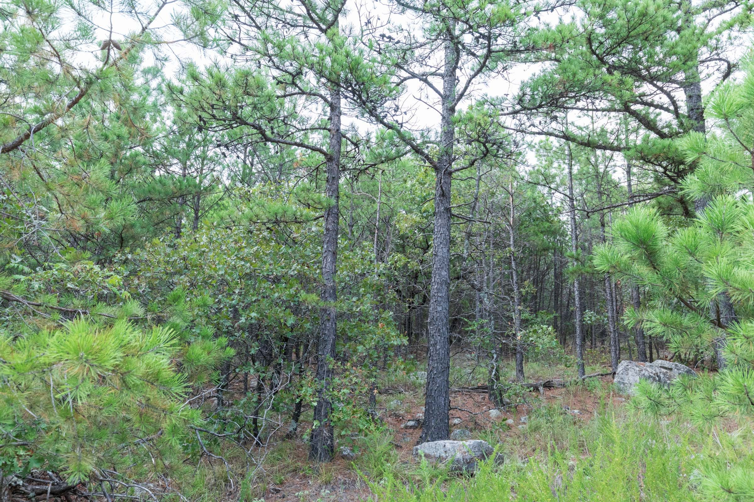 Stone Bridge Phase V Tract 337 photo 8