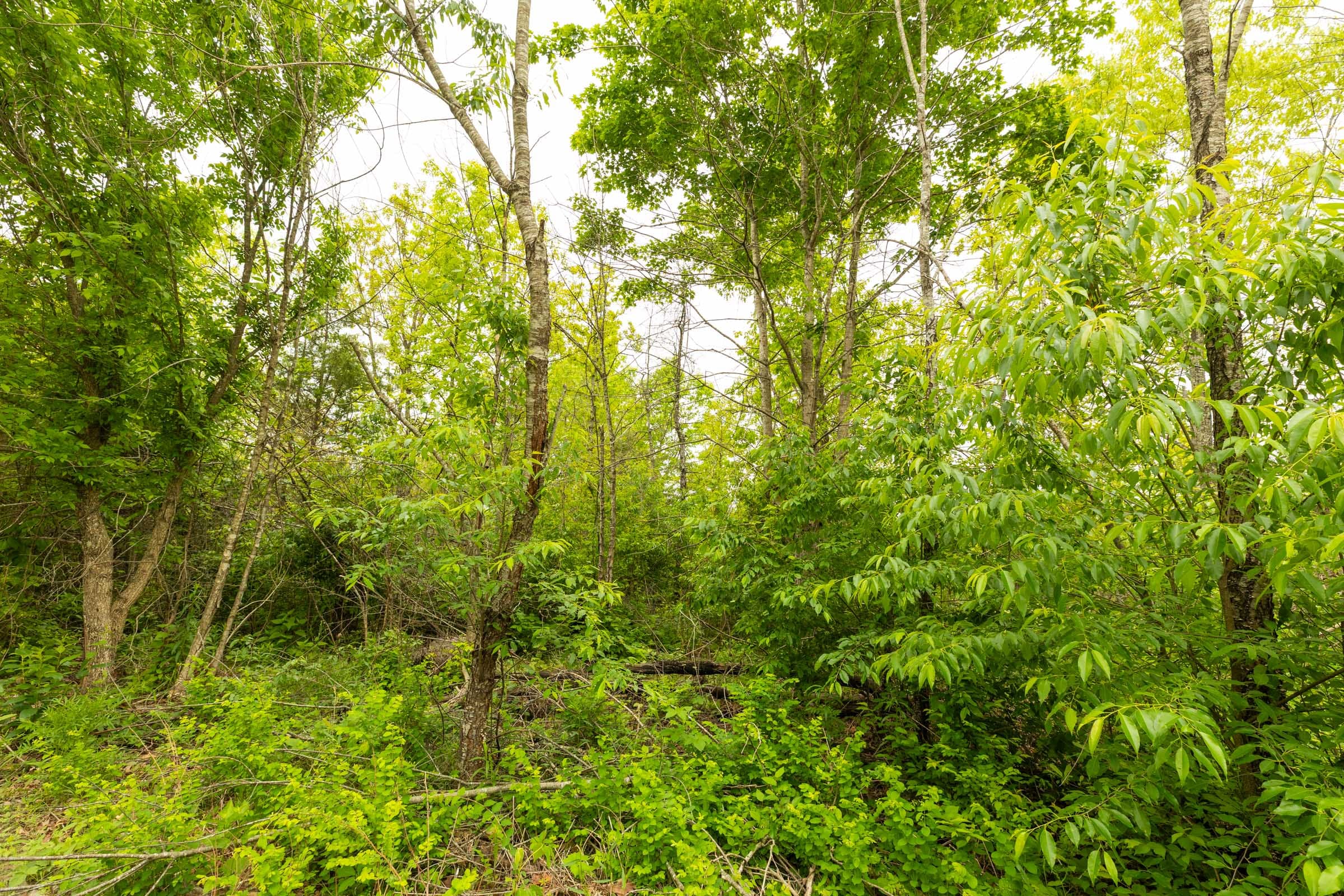 Double S Ranch Tract 3 photo 13