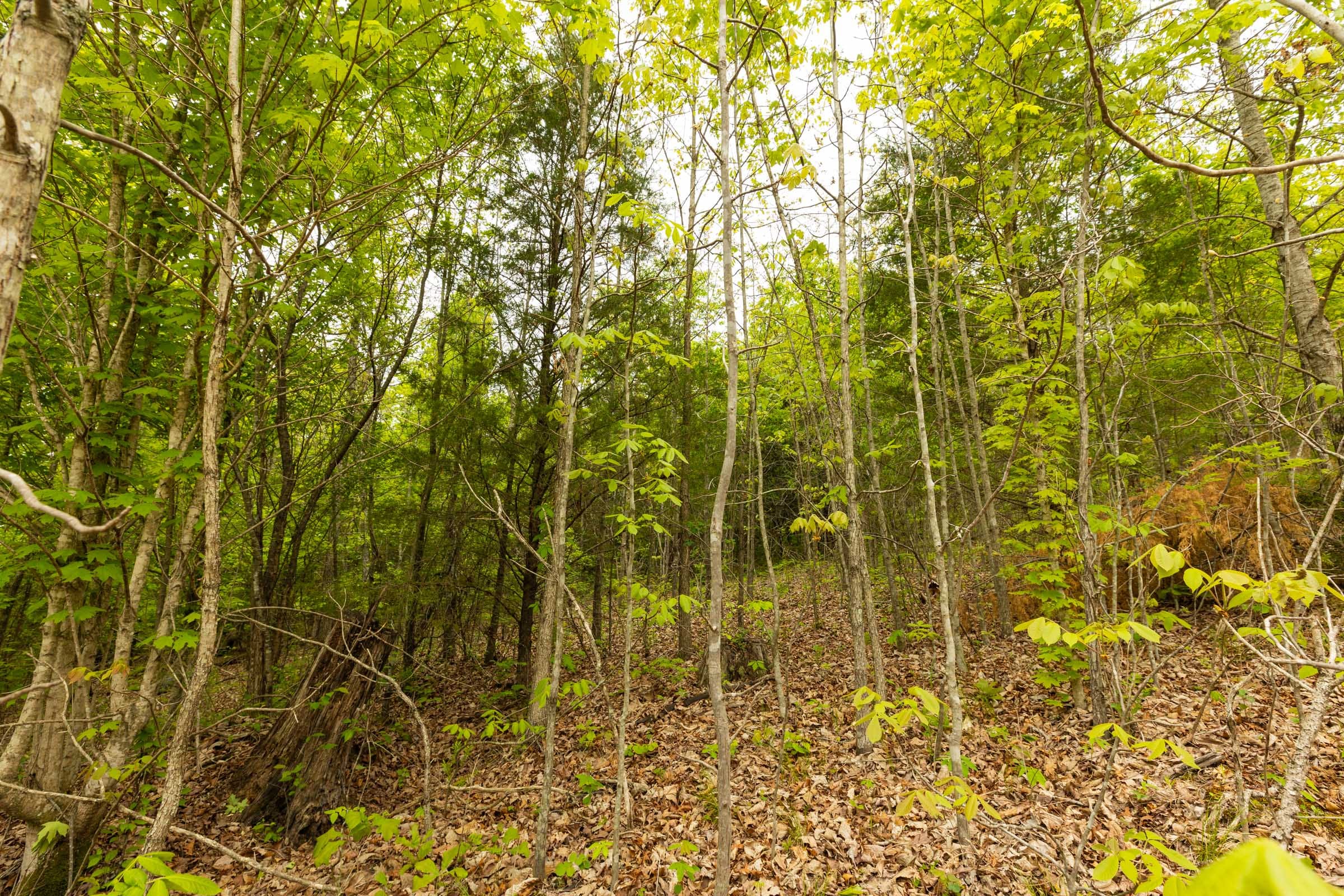 Double S Ranch Tract 3 photo 12
