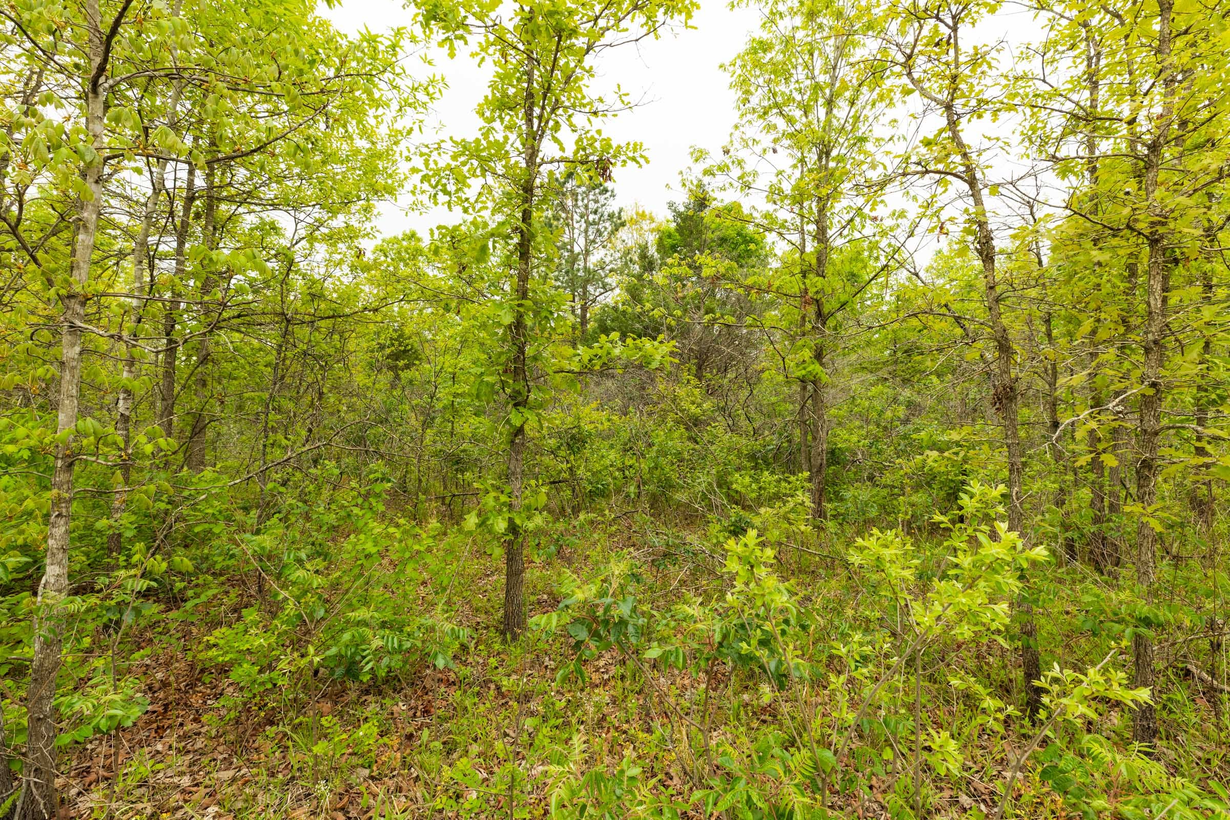 Double S Ranch Tract 3 photo 8