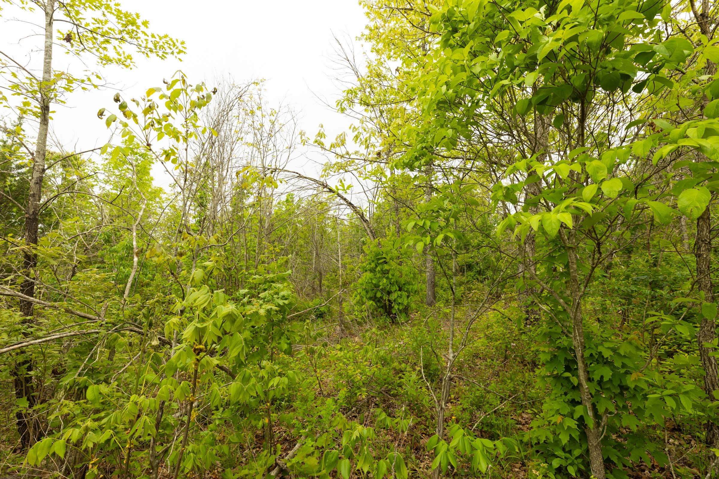 Double S Ranch Tract 3 photo 7
