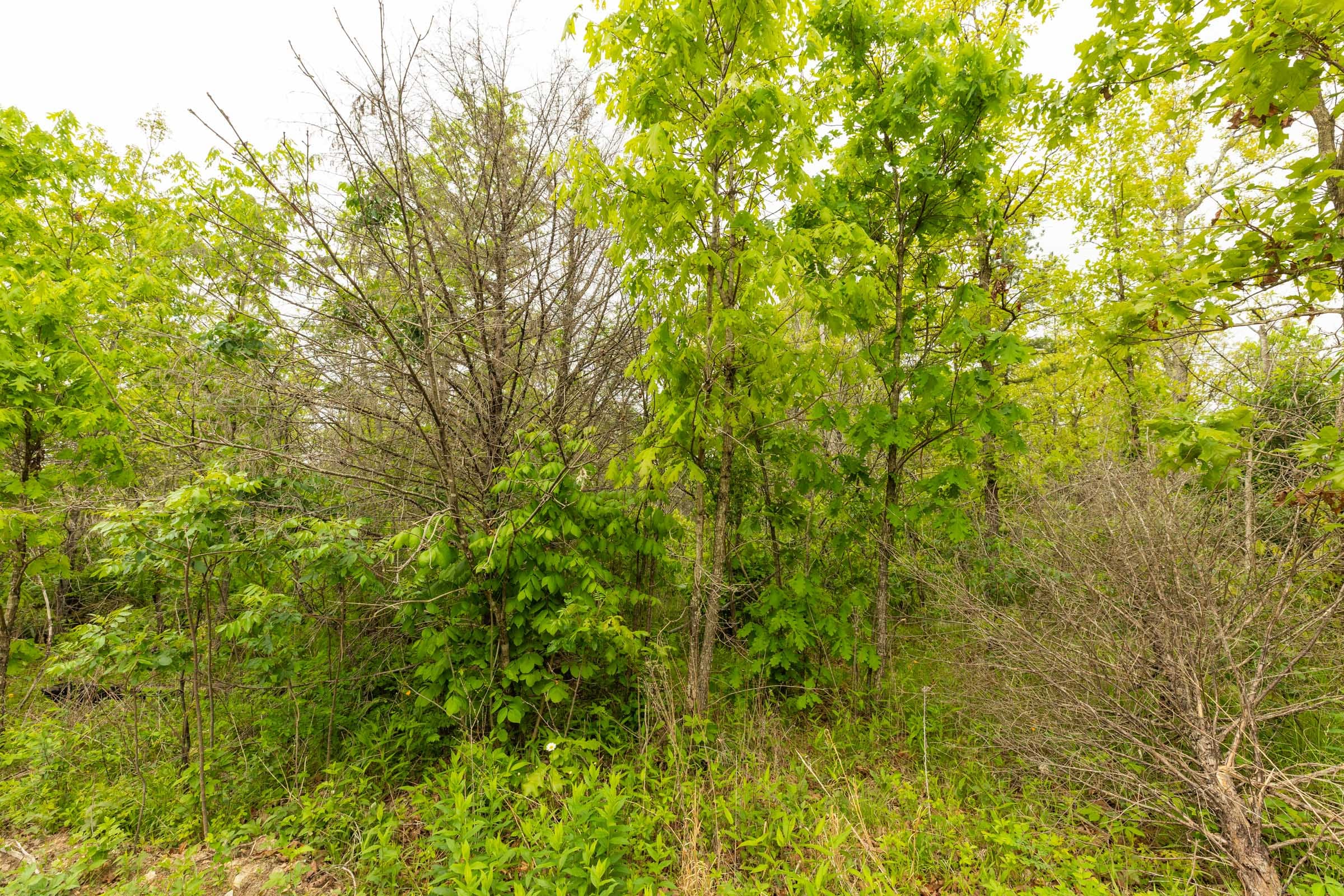 Double S Ranch Tract 3 photo 5