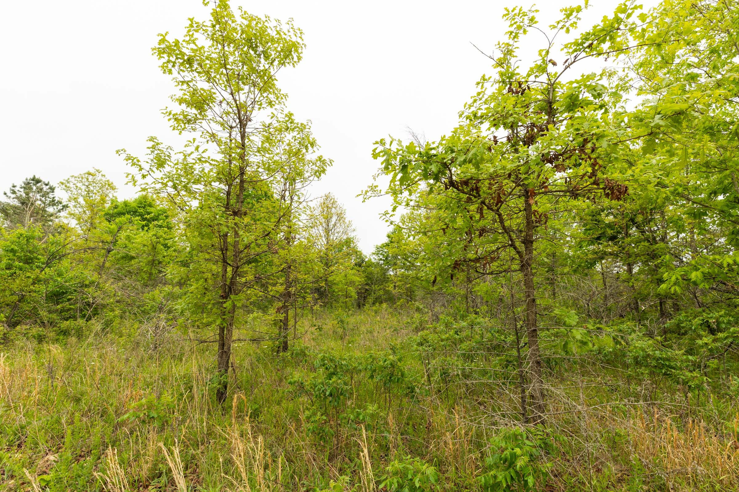 Double S Ranch Tract 3 photo 4
