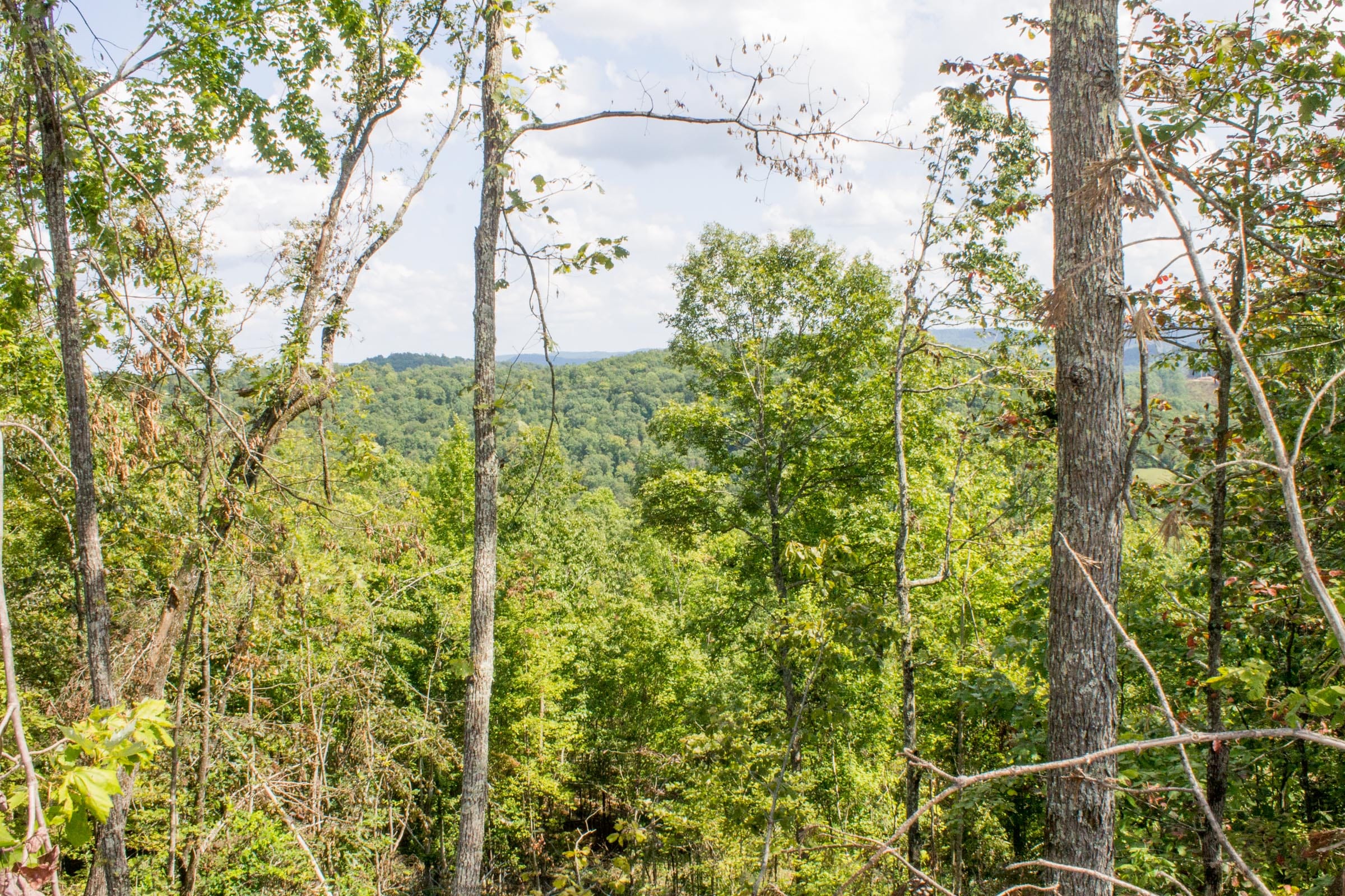 Buck Run Ridge Tract 8 photo 5