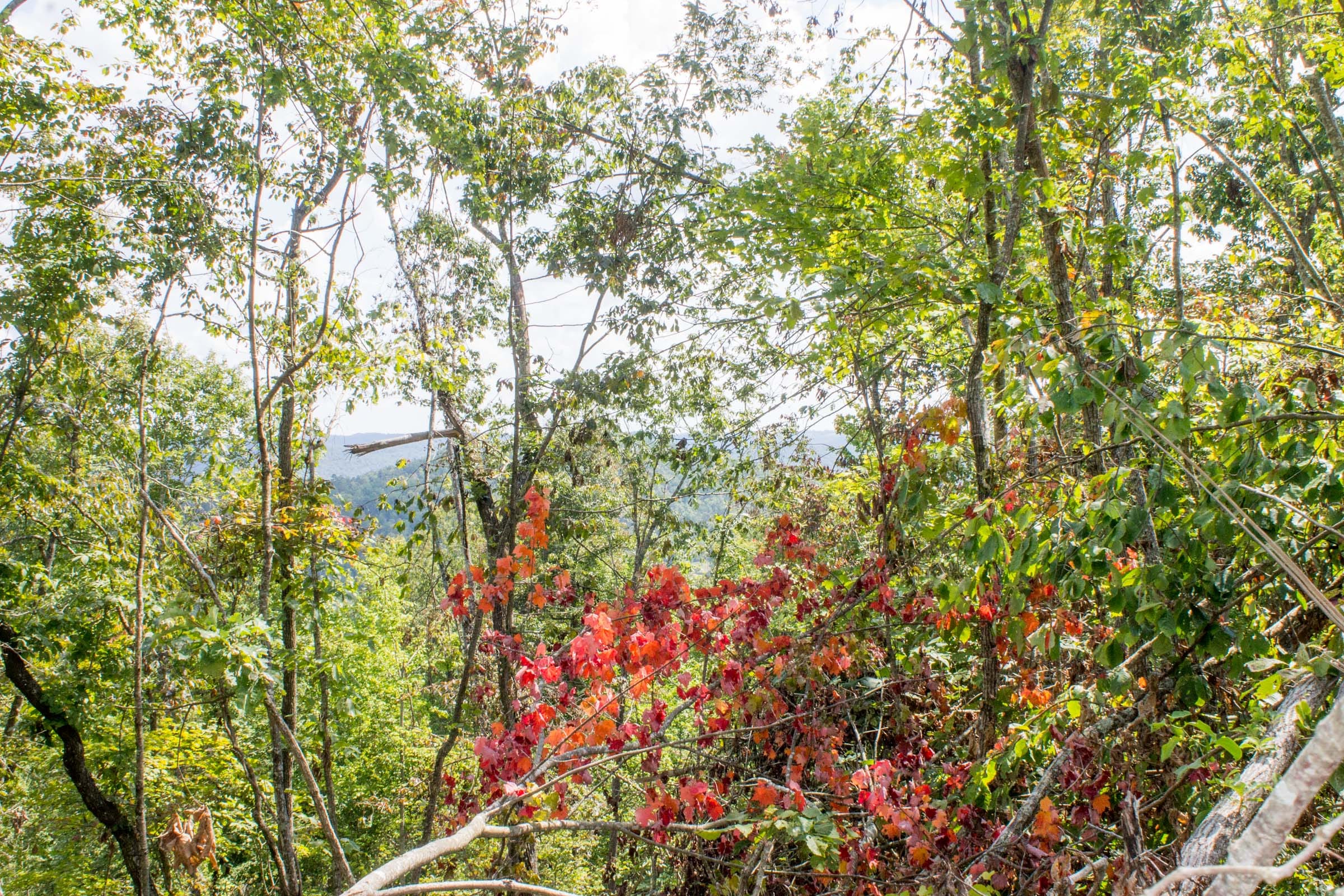 Buck Run Ridge Tract 8 photo 7